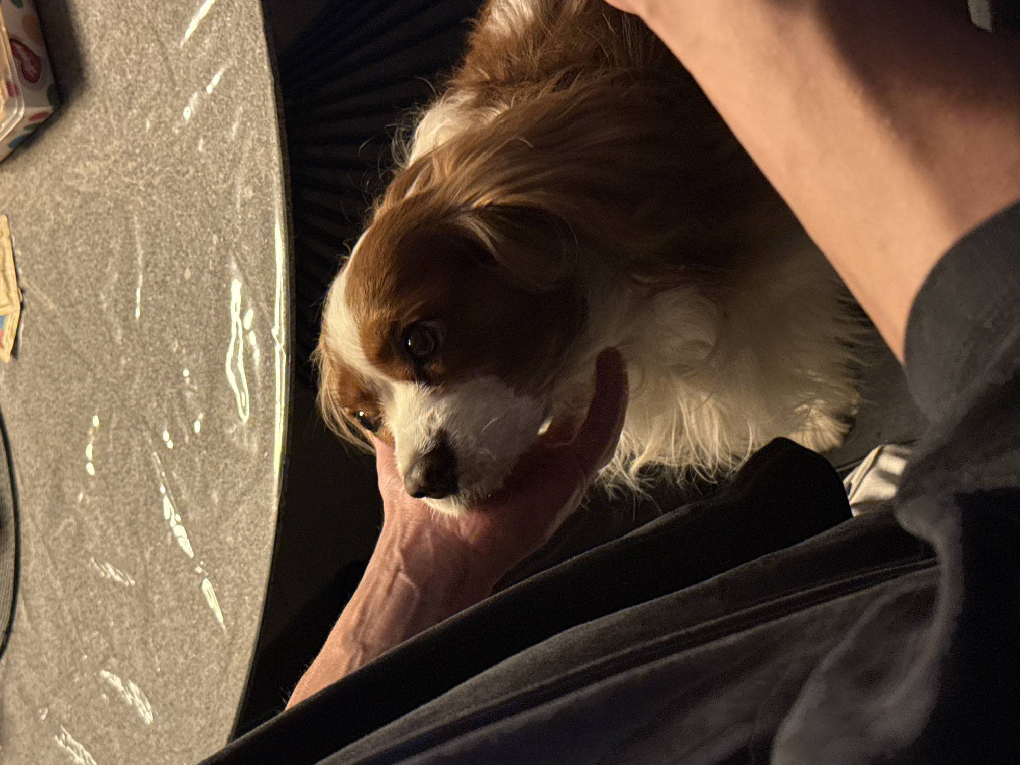 A man is holding a brown and white dog, possibly a Cavalier King Charles Spaniel, in his hand. The man is wearing a dark gray shirt. The location appears to be indoors, near a gray textured surface, possibly a table, and a box with colorful decorations. There's no information to indicate the location is in Sofia, Bulgaria.