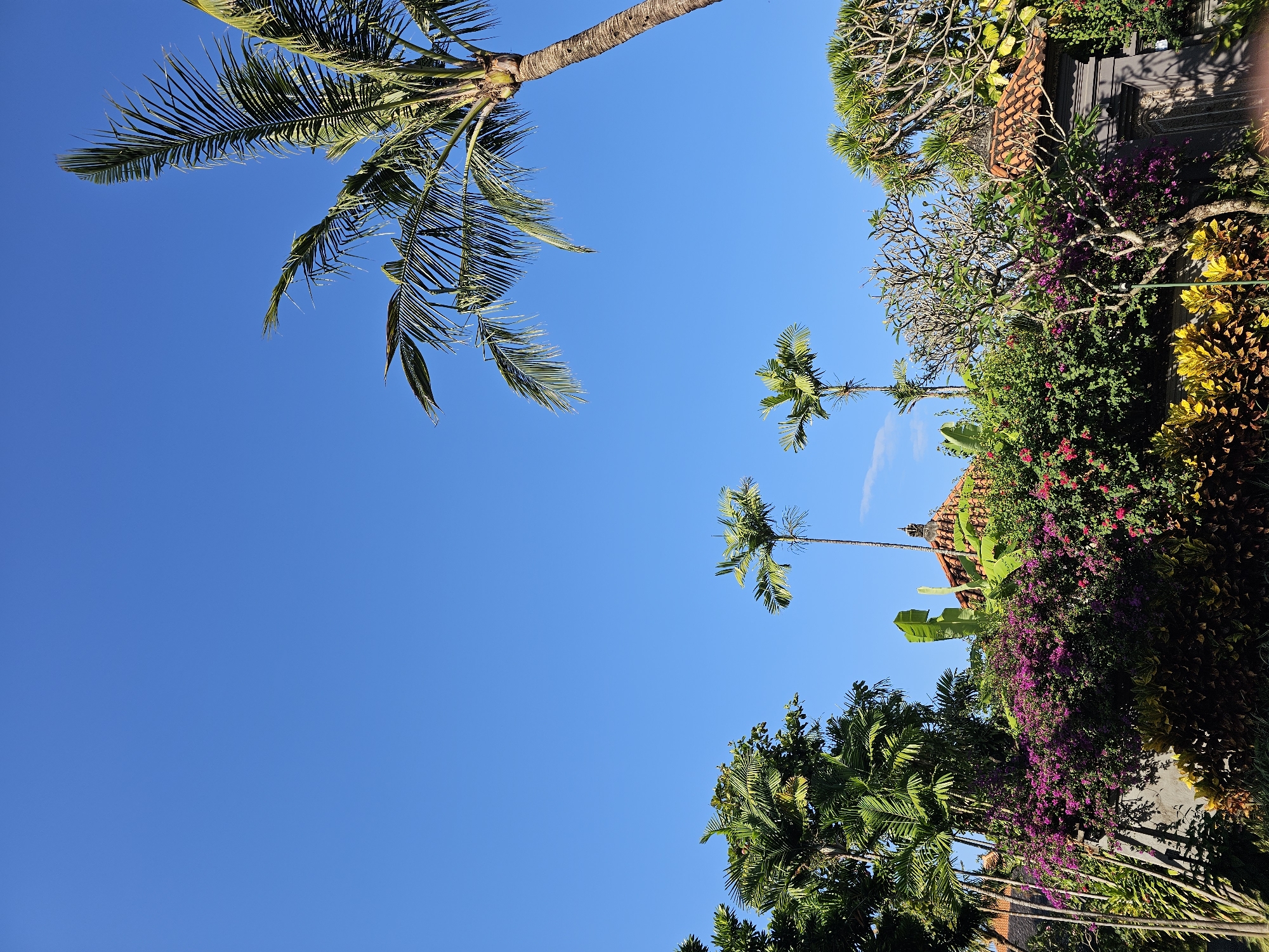 A bright, sunny day is depicted in Denpasar, Indonesia, with a clear blue sky dominating the upper half of the image. Lush tropical foliage fills the lower half. In the foreground, a vibrant display of flowering bushes, featuring abundant purple and pink blossoms, is accented by bright yellow and green leafy plants. Behind the flowers, a grey stone wall and intricately carved dark grey gates suggest the entrance to a property. To the left, tall palm trees and broad-leafed banana plants create a dense, green canopy. In the mid-ground, traditional Balinese architecture is visible, with red-tiled roofs and ornate decorative elements. Three slender palm trees stand out against the sky, with a larger, more mature palm tree on the right side of the frame reaching towards the upper corner. The scene conveys a sense of tropical tranquility and the architectural style typical of Denpasar.