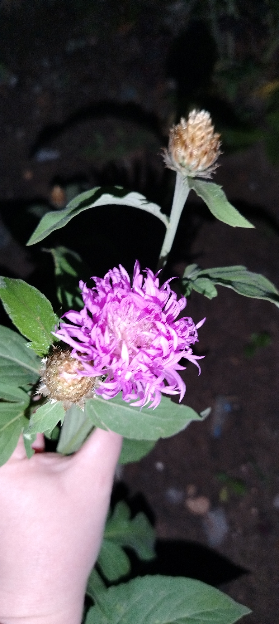 A close-up shot shows a hand holding a purple flower, possibly a Centaurea dealbata (Persian Cornflower). The flower has numerous thin, fringed petals giving it a feathery appearance. Adjacent to the blooming flower is a seed head in a dried, tan state. The leaves surrounding the flower are green and broad with slightly serrated edges. The background is dark and out of focus, suggesting the photo was taken at night or in low light conditions. No indication of the location being the city of Chaikovsky, Russia is evident in this image.