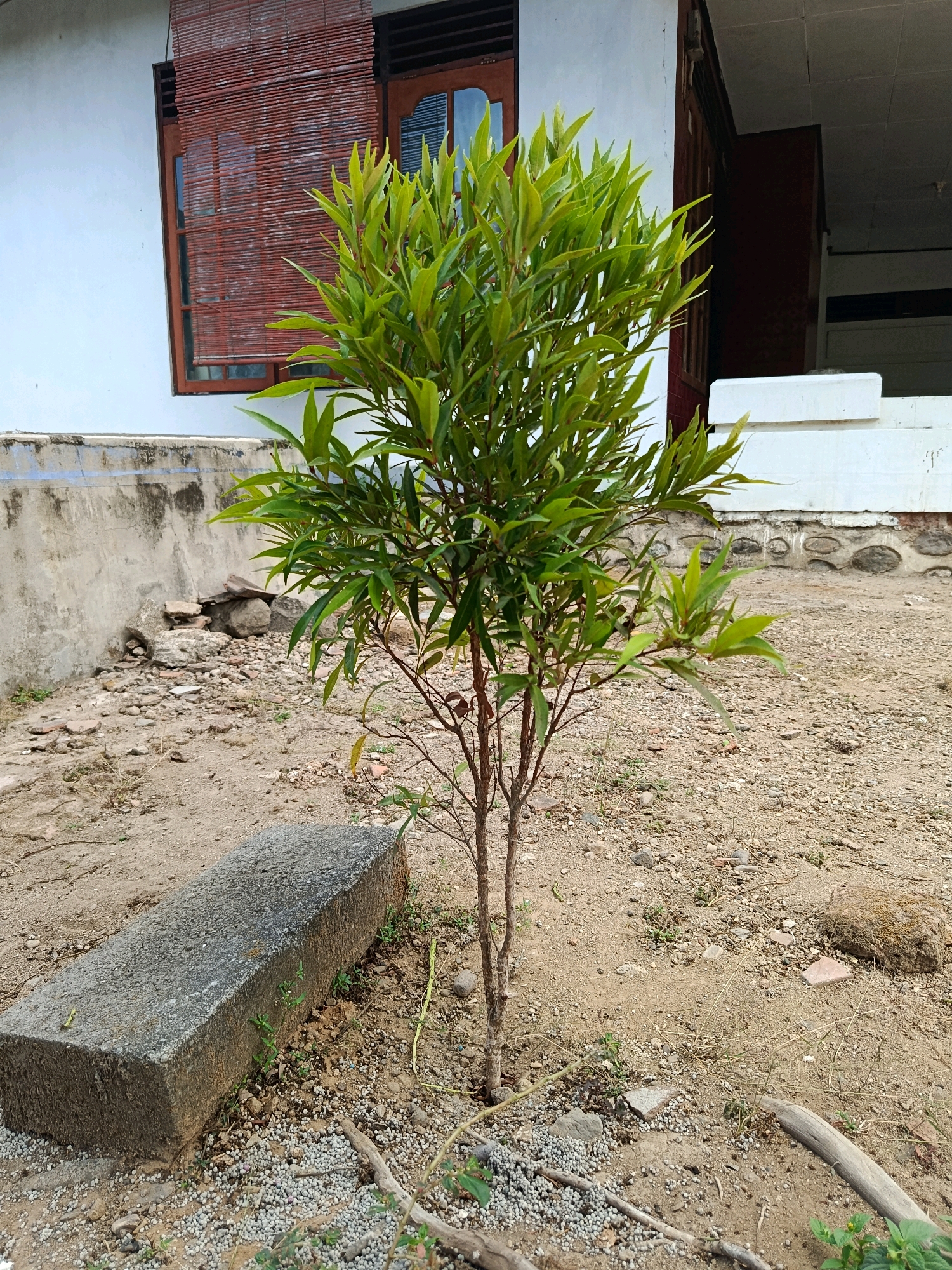 In Menadi, Indonesia, a small, leafy green tree stands in a sandy, outdoor environment. The tree's thin brown trunk supports a dense canopy of vibrant green leaves. In the foreground, a rectangular concrete block lies on the ground. Behind the tree, a white building with a dark-trimmed window covered by a bamboo blind is visible. The ground is covered in a mix of sand, small stones, and scattered debris, including a few small rocks and dry twigs. The overall scene depicts a simple outdoor area adjacent to a building.