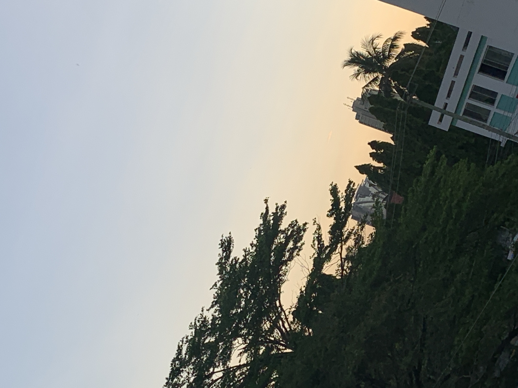The photograph captures a cityscape under a light, even sky with a hint of yellow, possibly indicating early morning or late afternoon light. The scene is filled with trees of different varieties, some broad-leaved and others coniferous, occupying a significant portion of the frame. The outlines of buildings are visible in the distance, including a modern, multi-story structure with a distinctive dome and a building with a grid-like pattern of windows. A palm tree adds to the tropical feel. A power line runs near the building.
The location is most likely in Dar es-Salaam, Tanzania, considering the presence of palm trees and the architectural styles.
