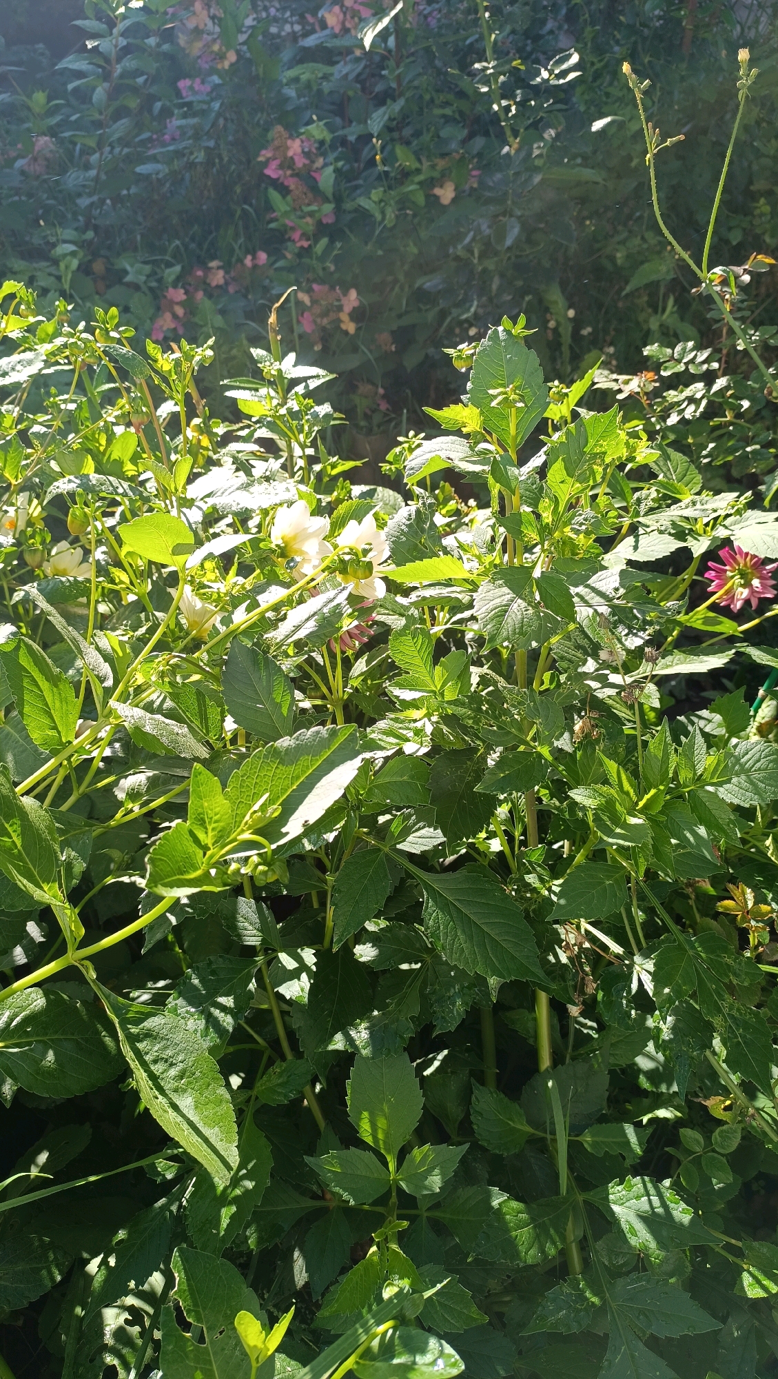 The image shows a dense patch of green foliage, primarily composed of leafy plants and stems, with some white and pink flowers interspersed. Sunlight filters through the leaves, creating dappled shadows. The overall impression is of an overgrown garden or natural area. No people or specific city landmarks are visible. The location provided, Karsha, Russia, is not visually supported by the image content.