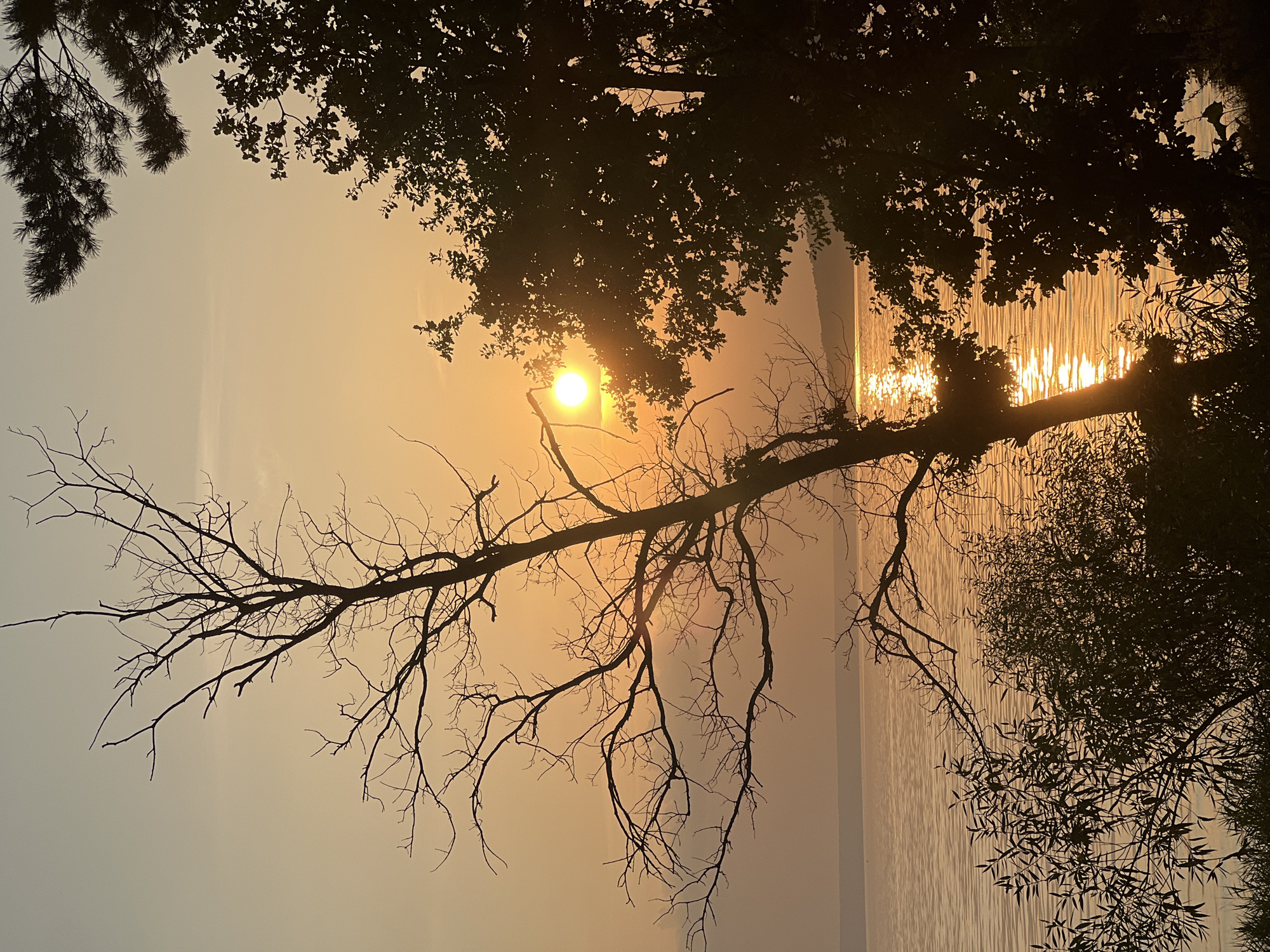 A vertical, silhouetted shot captures a sunset over a body of water, possibly a lake or river, in Leninka, Russia. The sun, a bright orb of light, is partially obscured by the dark silhouette of a large tree with broad leaves. To the left of the sun, a bare, leafless tree with intricate branches dominates the frame, its dark form stark against the warm, orange and yellow hues of the sky. The water reflects the sunlight in a shimmering path. The foreground is filled with the dark silhouettes of various vegetation, including tall grasses and smaller bushes. The overall scene evokes a tranquil and atmospheric mood, with the natural elements emphasized against the glowing sky.