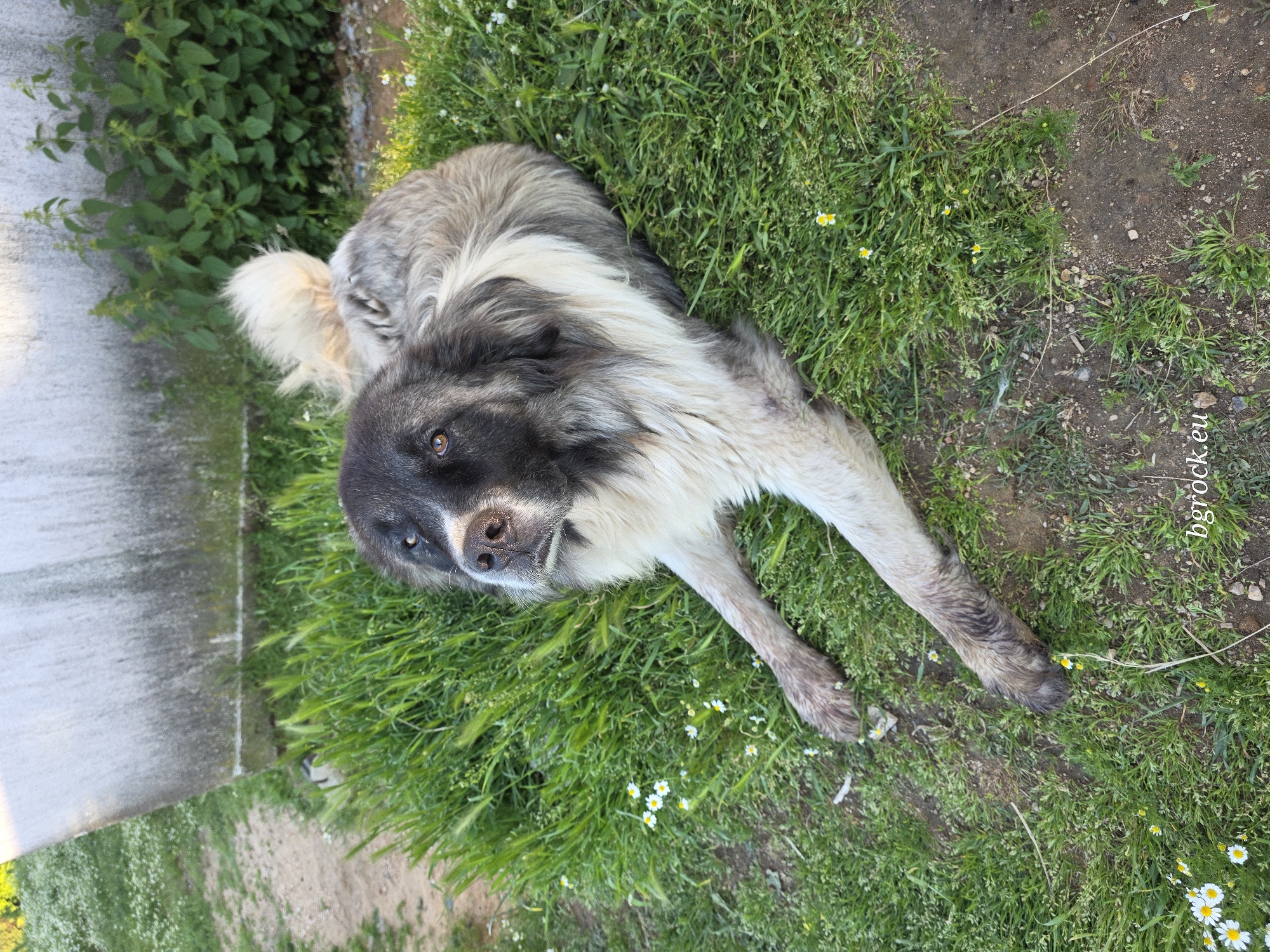 A dog is lying on a patch of grass. The dog is a large breed with a gray and white coat. It has dark fur around its face and muzzle. The dog is lying on its side with its front paws extended. The grass is green and lush, with some small white and yellow flowers scattered throughout. A concrete wall is visible in the background. The location in the city of Chal, Bulgaria is unknown.