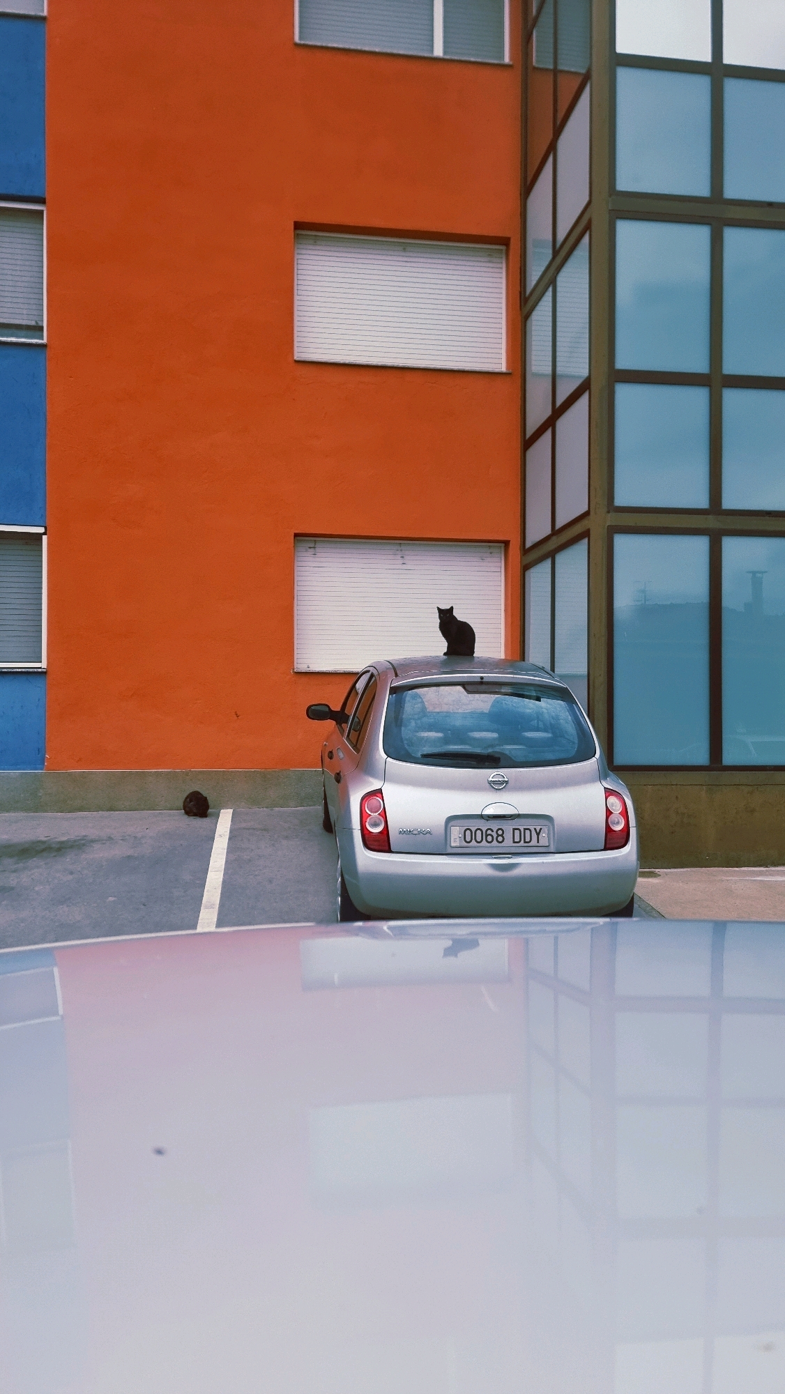 A black cat is perched on the roof of a silver Nissan Micra parked in a lot in front of a building in Sant Joan Les Fonts, Spain. The building has a vibrant orange facade on the left and a modern glass facade on the right. Several windows with white blinds are visible on the orange section. The glass facade reflects the sky and the surrounding environment. A small, dark, round object, possibly a pinecone or a small animal, rests on the ground to the left of the car. The foreground shows the reflection of a light-colored surface, possibly another car, across the parking lot. The scene appears to be under a cloudy sky.