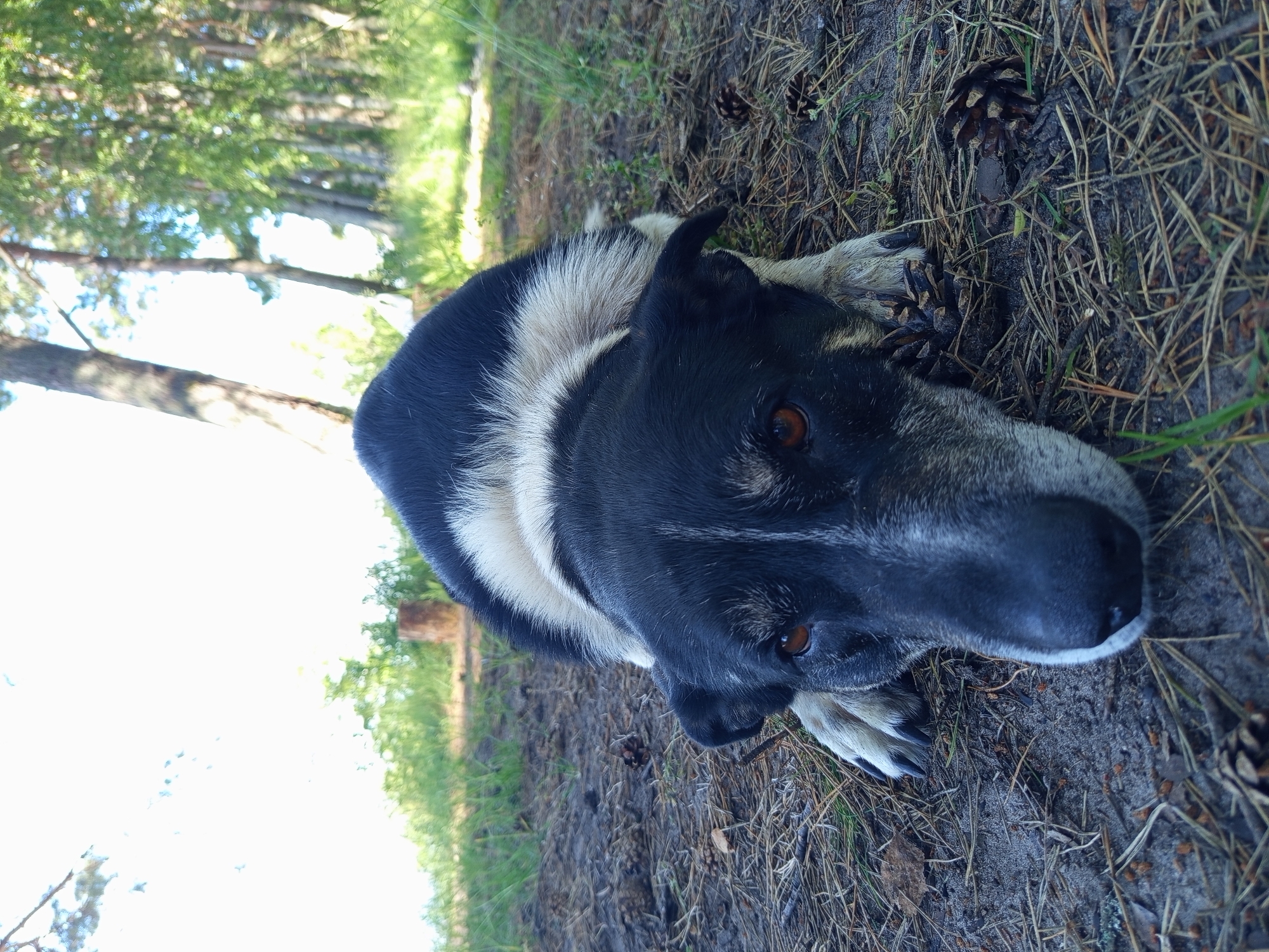The image shows a medium-sized dog lying on the ground outdoors, likely in a forest or park. The dog has black and white fur with a distinct white stripe across its chest and neck. It is looking towards the right side of the frame with a relaxed expression. The ground is covered with dirt, pine needles, and a few pinecones, suggesting a natural, wooded environment. In the background, tall trees with green foliage are visible, with sunlight filtering through the branches, indicating it is daytime. The overall atmosphere is peaceful and natural. No people are visible in the image.