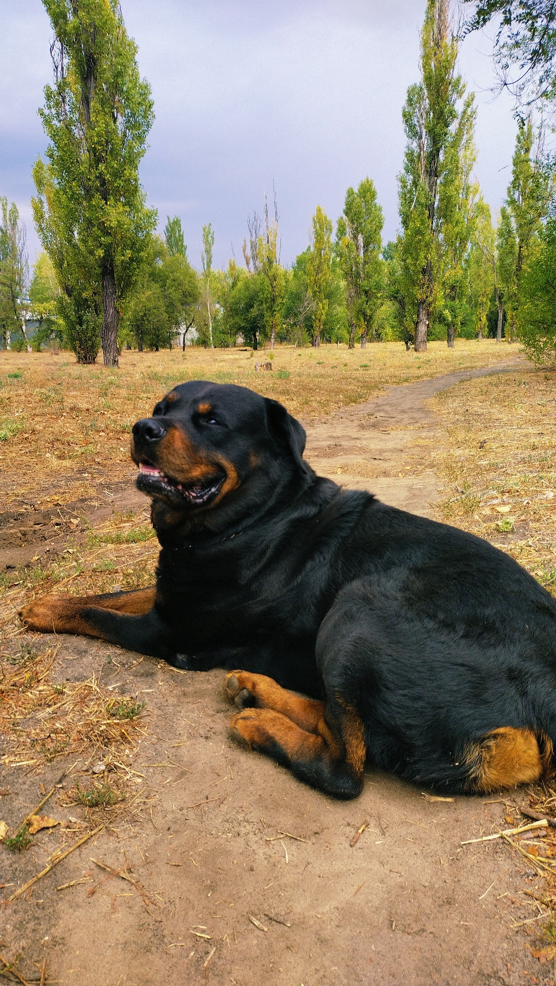 A large Rottweiler dog is lying on a dirt path in a park. The dog is black with tan markings on its face, chest, and paws. It is looking up and to the left with its mouth slightly open, panting. The background consists of dry grass, dirt, and several tall trees with green leaves. The sky is overcast. This scene appears to be located in the city of Horishni Plavni, Ukraine, a city known for its industrial significance and surrounding natural areas that often feature park-like settings with mature trees.