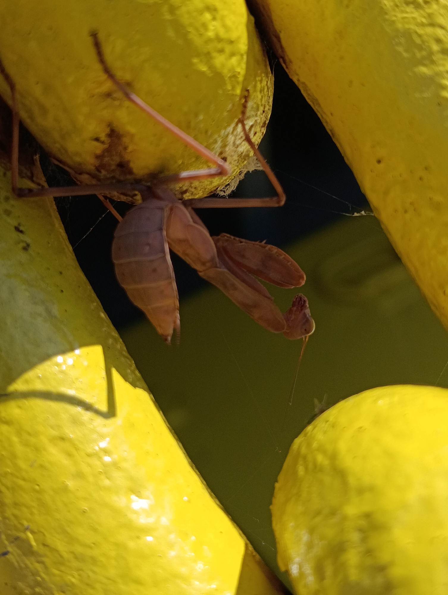 A praying mantis is clinging upside down to bright yellow, possibly artificial, objects that appear to be rounded. The mantis is brown and shows its segmented abdomen, folded wings, and head with visible antennae. Fine strands of spider silk are present, catching the light. The background is a dark green, suggesting it is outdoors. The scene is observed from a close-up perspective. There is no indication of the city of Slobozia, Romania, or any specific urban environment.
