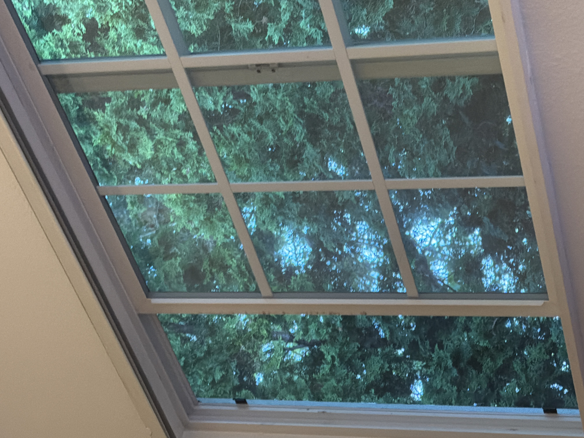 The image is a close-up, slightly angled view of a window with a grid of white mullions, looking out onto dense green foliage. The trees appear to be evergreen, possibly cedars or cypress, with their branches and needles filling most of the visible panes. Patches of bright blue sky are visible through the gaps in the foliage, suggesting it is daytime with dappled sunlight. The window frame is white and appears to be part of a residential or commercial building. There is a slight hint of a light-colored wall or ceiling above the window. The scene is likely set in a location with mature trees surrounding a building, characteristic of many residential areas in Portland, Oregon, United States of America.