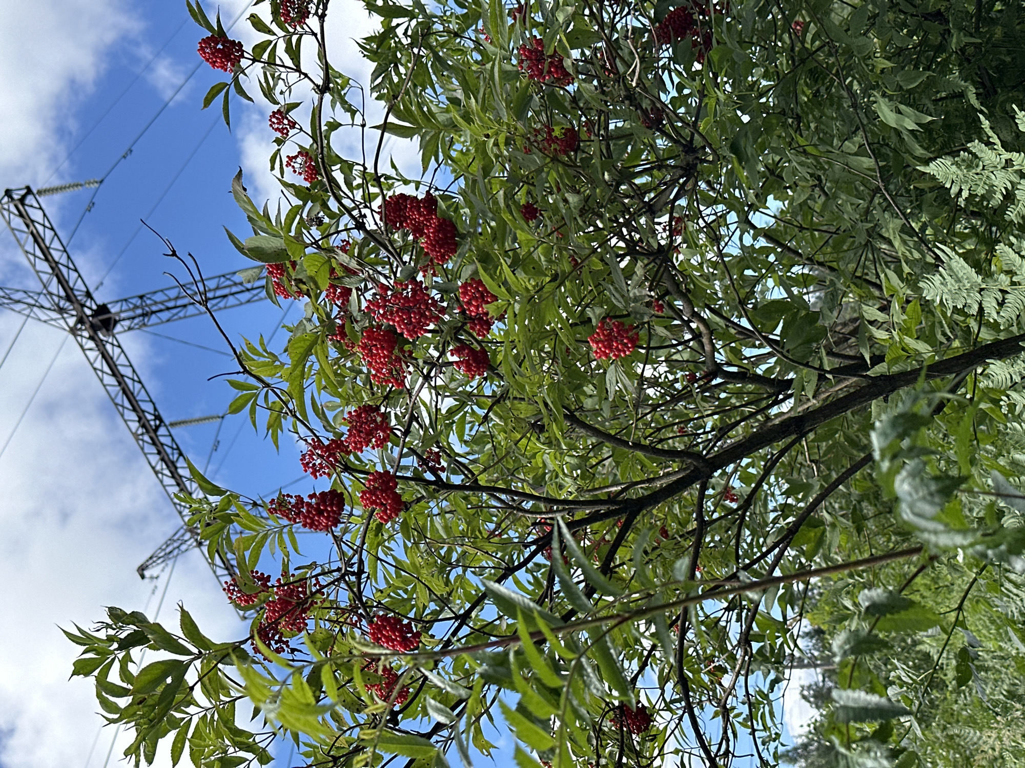 The image captures a close-up view of a bush laden with bright red berries, set against a backdrop of a bright blue sky with wispy white clouds. In the upper portion of the frame, a tall, angular metal power line tower stretches upwards, with thick electrical wires suspended between its arms. The bush's leaves are a vibrant green, and the branches are a dark, woody brown. The berries are clustered together in dense bunches, creating a striking visual contrast with the foliage. The lower part of the image shows more greenery, including ferns, suggesting a natural or semi-wild environment. The scene appears to be outdoors, with the power lines indicating an urban or semi-urban periphery. The specific location in Karabanovo, Russia, is not visually discernible from the image itself, but the presence of power infrastructure might suggest an area near industrial or residential zones. There are no people or animals visible in the frame.