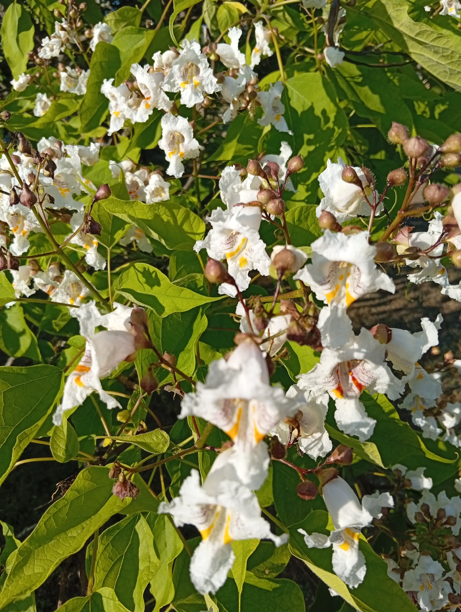A cluster of white catalpa flowers with yellow and purple markings are in bloom against a backdrop of green leaves and branches. Some of the flowers are in full bloom, while others are still in bud form. The flowers are trumpet-shaped and have delicate, ruffled petals. The leaves are large and heart-shaped, with a slightly serrated edge. The overall impression is one of lush, natural beauty. The image is taken in a close-up shot, allowing for a detailed view of the flowers and leaves.