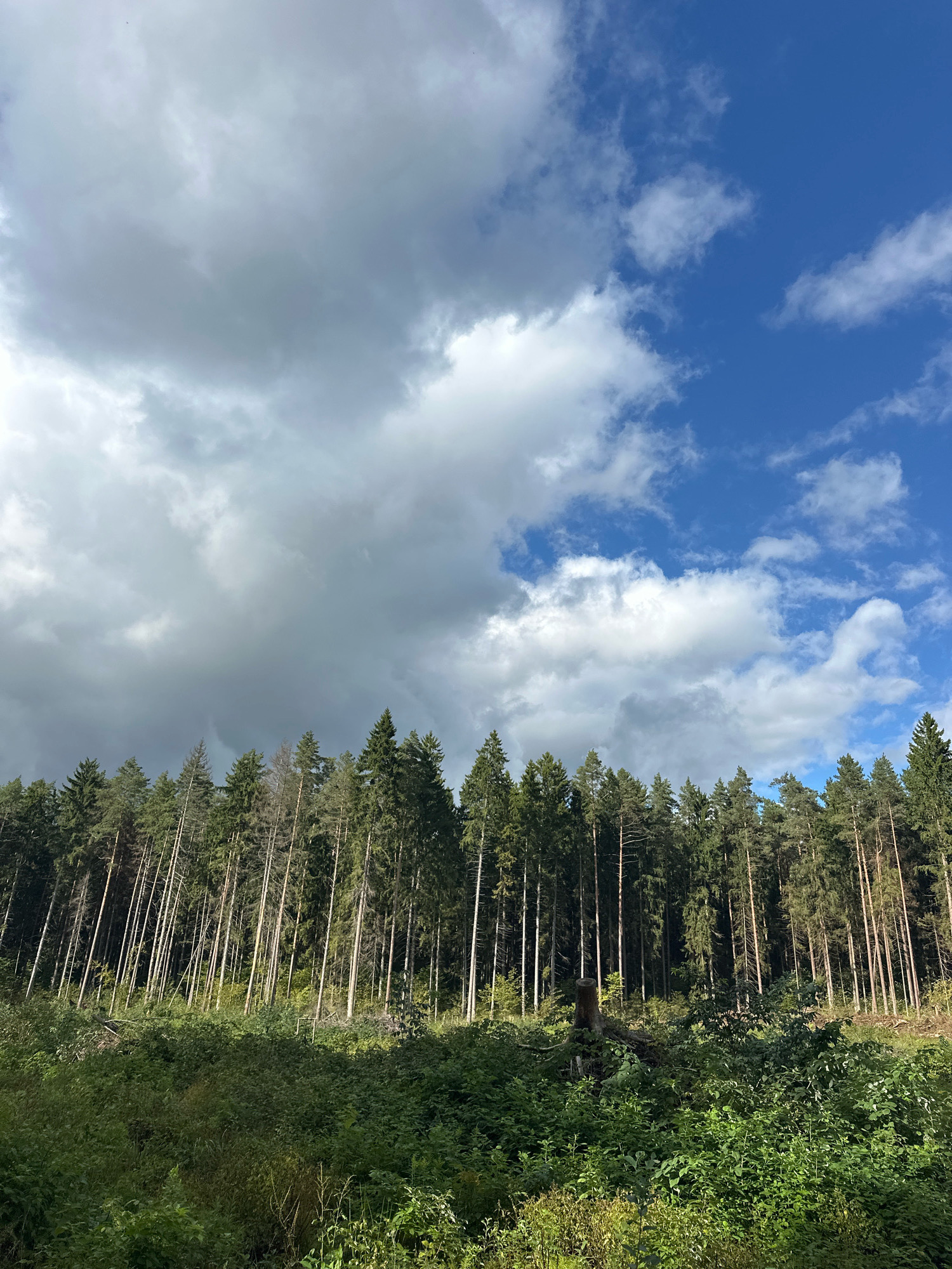 A vertical, outdoor, medium shot captures a dense forest line under a dynamic sky in Калодзішчанскі сельскі Савет, Belarus. The forest, composed primarily of tall, slender coniferous trees, forms a dark green wall across the horizon. Some trees appear dead or damaged, with bare branches visible amidst the foliage. The foreground is a lush, untamed expanse of varied green vegetation, including bushes and smaller plants, with patches of sunlight and shadow creating a textured surface.
The sky above is a dramatic contrast, split between a bright blue expanse populated with scattered white, cumulus clouds on the right, and a heavy, dark gray cloud formation dominating the left side, suggesting an impending storm or recent rainfall. The lighting is uneven, with some areas illuminated by sunlight while others are under the shadow of the clouds. The scene appears to be a natural landscape, likely a section of forest adjacent to a cleared area or a pathway, with no visible human presence or man-made structures, save for a visible tree stump near the center of the image.