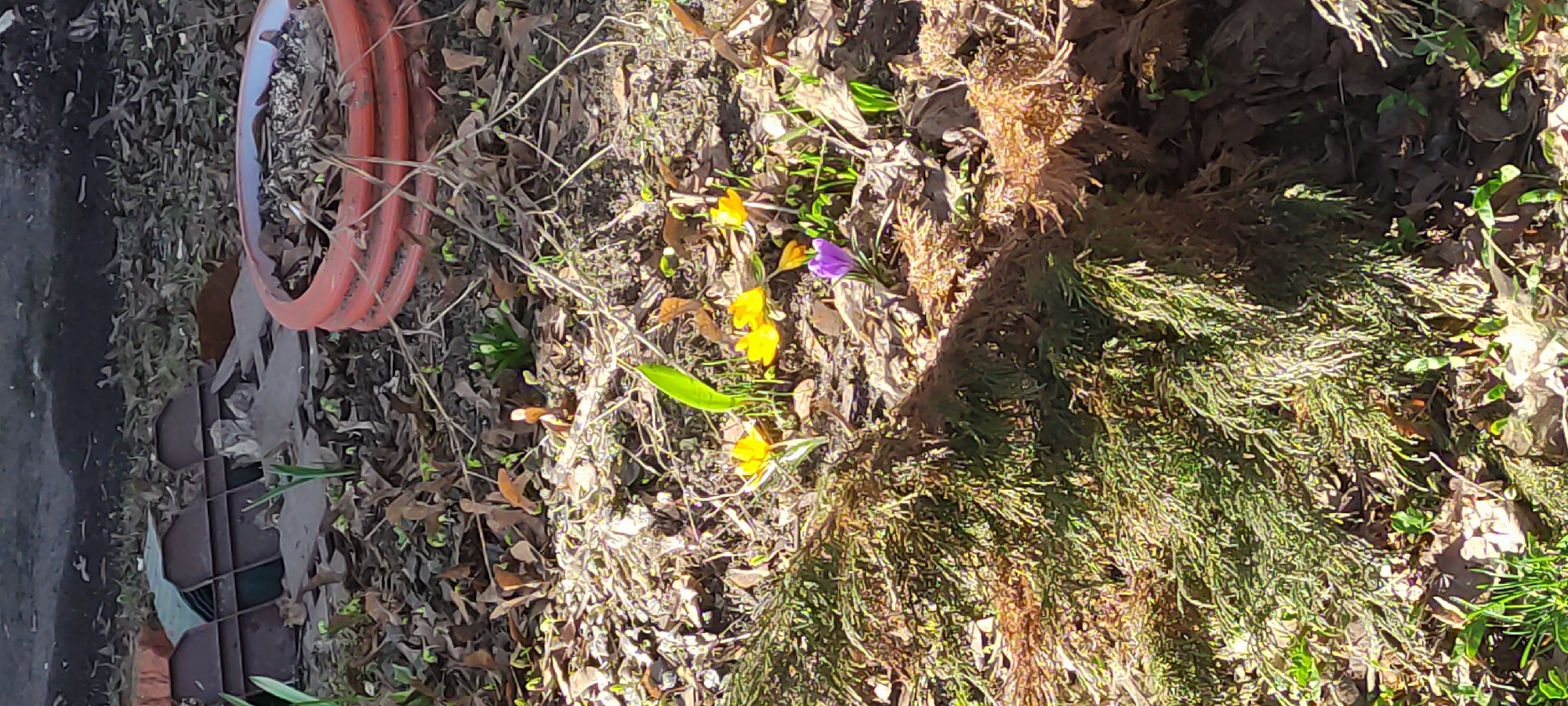 The image depicts a close-up view of a garden bed, possibly in Fryazino, Russia, though there is no explicit evidence to confirm this. Visible within the garden bed are several yellow and one purple crocus flowers blooming amidst dead leaves, small twigs, and a patch of green ground cover that appears to be a type of moss. There is also a piece of orange ridged plastic pipe on the left side of the image. The composition suggests a focus on the emerging spring blossoms in a natural environment. There are no people visible in the scene.