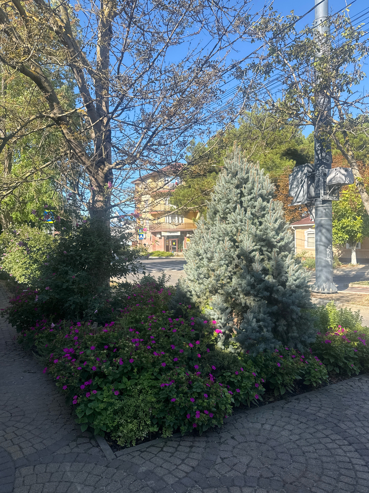 The image depicts a street scene in Anapa, Russia, on a sunny day. In the foreground, a paved walkway borders a raised flower bed filled with lush green foliage and vibrant purple flowers. A medium-sized blue spruce tree stands prominently in the flower bed. Behind the flower bed, a large deciduous tree with bare branches partially obscures a building with a yellow facade and balconies. A grey lamppost with multiple lights and electrical equipment is visible on the right side of the frame. The background shows more trees and a clear blue sky. The paving stones are in a cobblestone pattern.