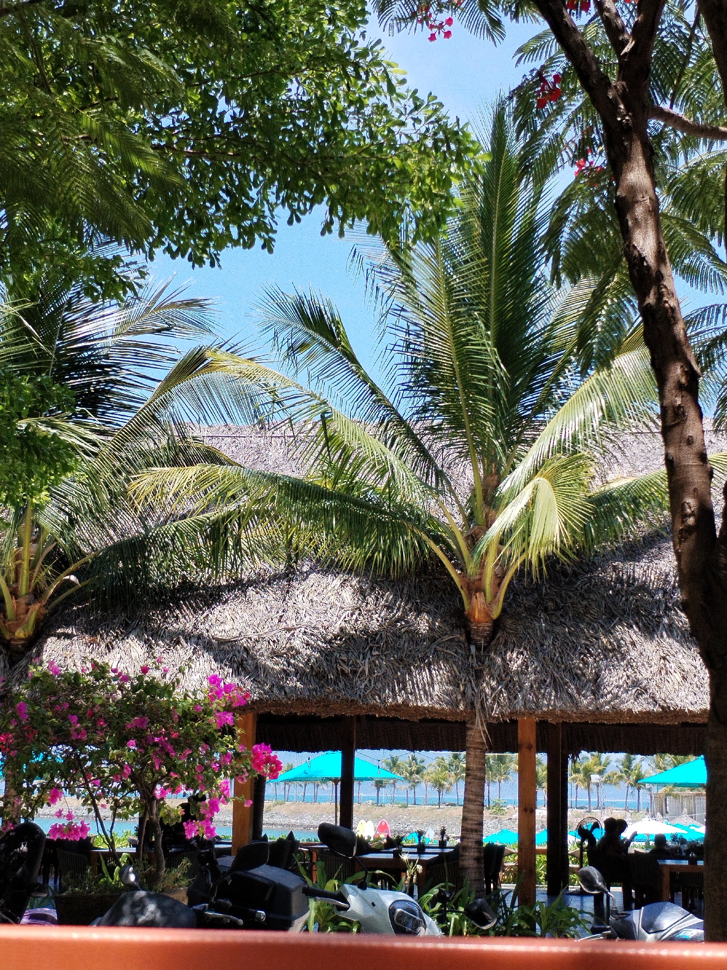 The image shows an outdoor scene in Bac Nha Trang Ward, Vietnam. A thatched-roof structure, supported by wooden posts, provides shade. Palm trees are visible, with fronds extending over the roof and into the sky. Flowering plants with bright pink blossoms are in the foreground. Motorcycles are parked in front of the structure. Beyond the structure, the ocean and beach are visible, with blue umbrellas dotting the shoreline. People are seated at tables inside the structure. A tree trunk is visible on the right side of the image.