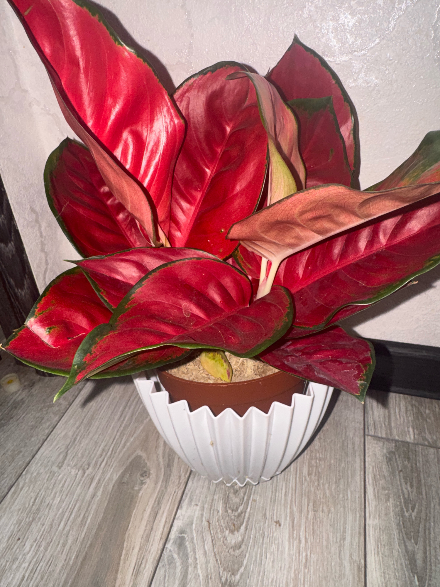 A red aglaonema plant with dark green edges is displayed in a white, fluted planter. The plant is positioned on a light gray wood-patterned floor. Behind the plant, a textured white wall is visible, with a dark vertical element on the left side and a black horizontal element near the bottom right. The lighting creates shadows, particularly on the wall and the floor.