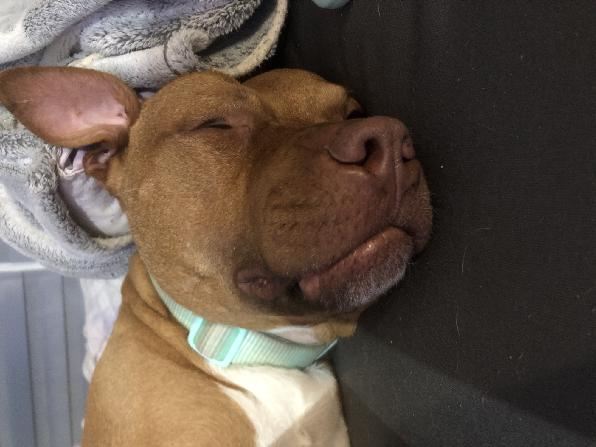 A medium shot captures a light brown pit bull sleeping soundly with its head resting on a dark-colored fabric surface. The dog is positioned on its side, with its eyes closed and muzzle pressed against the surface. Its left ear is visible and stands up, while the other is obscured. The dog wears a light blue and white striped collar. To the left of the dog is a gray and white fluffy blanket. The background is a dark-colored fabric. The location of this image is unknown, and there is no indication it was taken in Sofia, Bulgaria.