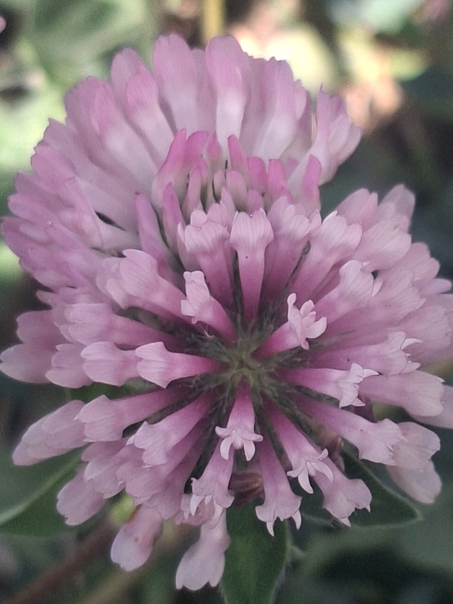The image is a close-up, overhead shot of a pink clover flower with some out-of-focus green foliage in the background. The flower is in bloom and its petals are clustered together in a spherical shape. There is a slight hint of a bee or insect at the very center of the flower. The lighting suggests it is daytime. There is no discernible context or location within the city of Almaty, Kazakhstan.