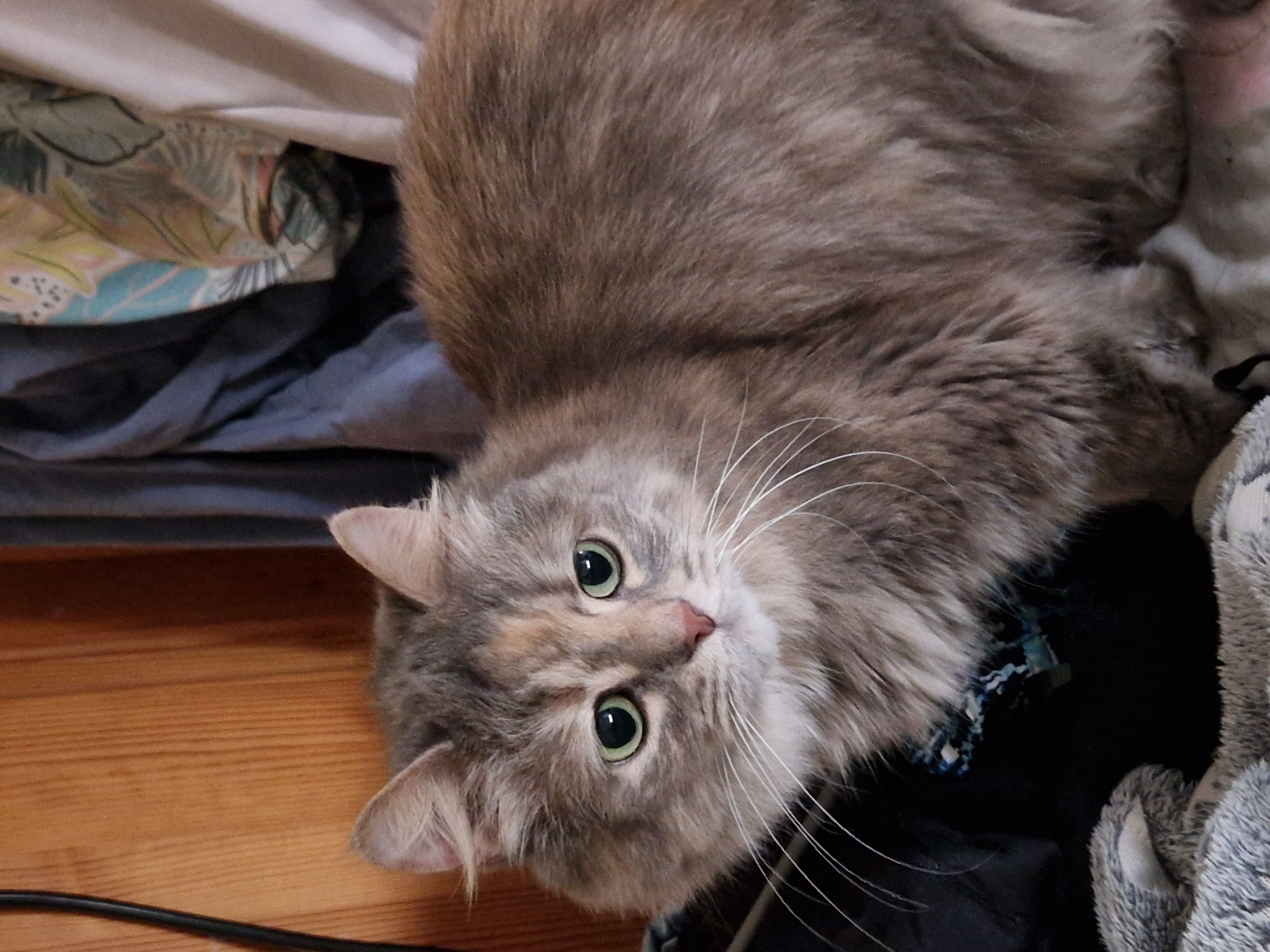 A gray, long-haired cat with green eyes and white whiskers is the primary subject. The cat lies on a wooden floor next to a pile of fabrics and a stuffed animal. A black cord is visible on the lower left. No information is available to determine the location is Raduvene, Bulgaria.