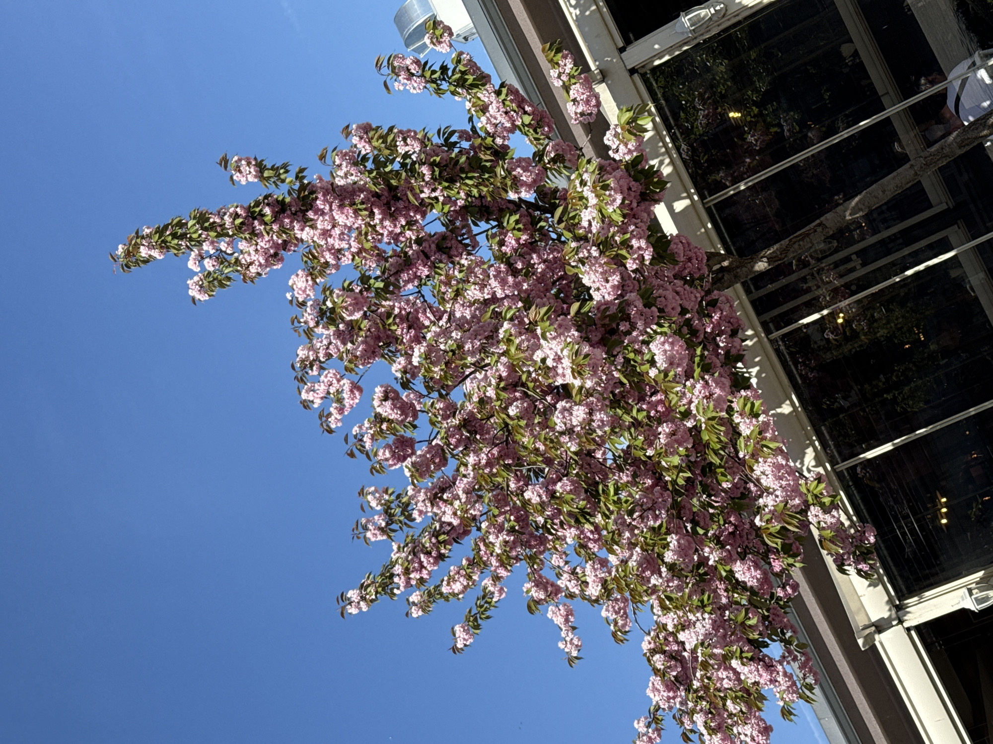A vibrant cherry blossom tree, laden with numerous clusters of delicate pink flowers and green leaves, is captured from a low-angle perspective against a clear, bright blue sky. The tree occupies a large portion of the frame, particularly on the left and central-right. On the far right, a section of a building is visible, characterized by large, dark, reflective windows set within white or light-colored frames. Through the upper right window, a faint silhouette of a person, seemingly wearing a light-colored top, can be seen, hinting at activity inside the building. An architectural detail or light fixture is partially visible above the windows.
The image conveys a sunny, clear daytime scene, likely in spring, given the full bloom of the cherry blossoms. The clean blue sky suggests fair weather. The low-angle shot, coupled with the slightly tilted perspective, adds a dynamic quality to the composition. The setting appears to be an urban or town environment in Pleven, Bulgaria, showcasing a blend of nature and architecture. No visible text is present in the image.