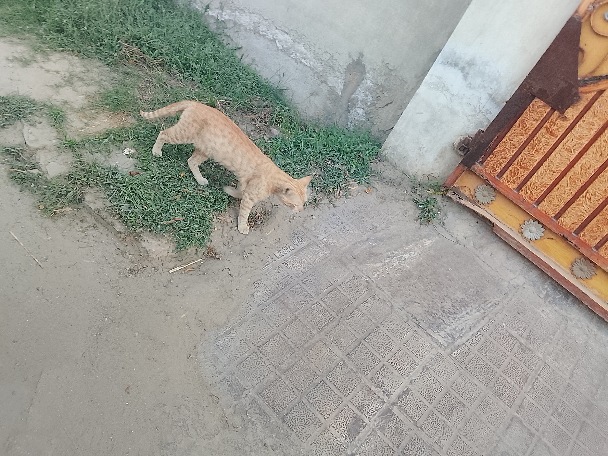 The image depicts an outdoor scene with a light brown tabby cat standing near a patch of grass next to a gray concrete wall and a portion of a wooden gate with metal bars. The ground is covered in patterned concrete tiles. The location is not specified within the image.