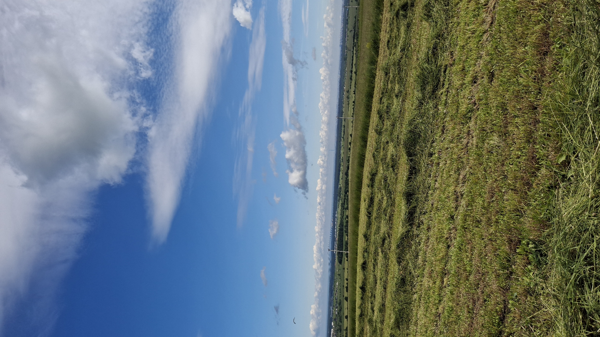 The image depicts a landscape in Kaporskoe, Russia, dominated by a freshly cut hayfield in the foreground. The field is covered in rows of mown grass, indicating recent agricultural activity. Beyond the hayfield, a vast expanse of green fields stretches towards a distant horizon. Power lines with poles are visible in the middle ground, traversing the landscape. In the far distance, a hazy outline of buildings and possibly industrial structures can be observed. The sky above is a vibrant blue, adorned with scattered white clouds, some of which are large and dramatic, while others are wispy and elongated. A bird is visible in flight in the upper left quadrant of the image. The overall impression is of a rural or semi-rural environment on a clear, possibly sunny day.