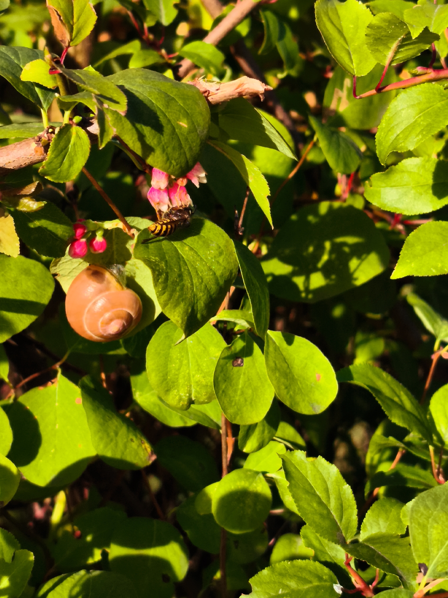 A close-up, vertical shot focuses on a snail shell and a bee amidst lush green foliage and delicate pink flowers. The snail shell, a spiral shape with shades of brown and orange, rests on a large green leaf. Above and to the right of the snail, a bee with yellow and black stripes is visible, its head near the pink flowers, suggesting it is collecting nectar. The background is a dense arrangement of green leaves, branches, and shadows, creating a natural, outdoor setting. The lighting suggests it is daytime, possibly morning or late afternoon, given the directional shadows and the vibrant colors. This scene could be found in a garden or a park within the city of Gdańsk, Poland, perhaps in one of its many green spaces like Oliwa Park or the botanical garden. The image captures a moment of natural interaction between insects and the flora.