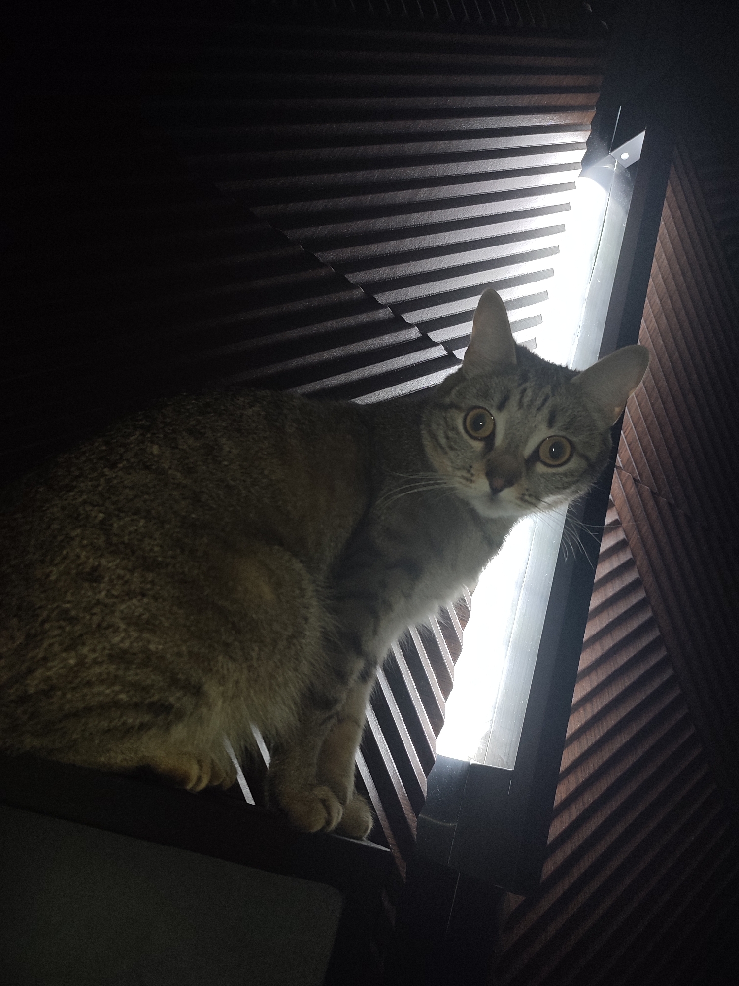 A gray tabby cat is perched on a dark surface, looking down at the viewer. Behind the cat, a wooden structure with horizontal slats is visible. A bright light source illuminates the structure, casting shadows. The location is identified as Chaikovsky, Russia.
