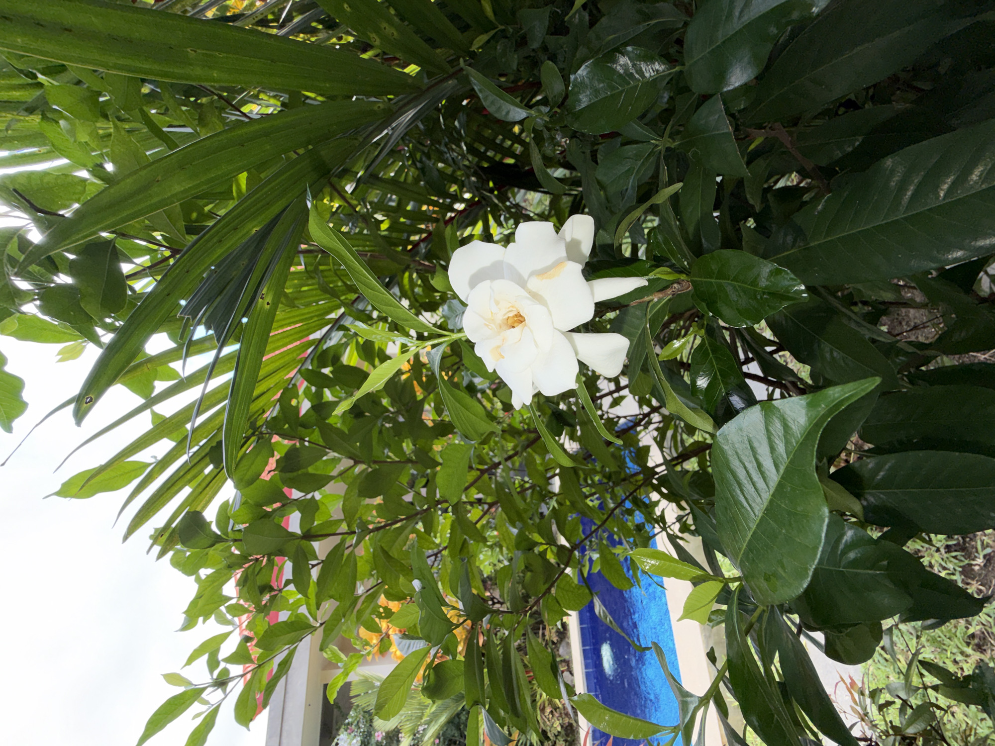 The image presents a close-up, vibrant scene dominated by lush tropical foliage and a striking white flower. At the center, a large, pristine white flower with multiple overlapping petals and a creamy yellowish center is prominently featured, likely a Gardenia.
Surrounding the flower is a rich tapestry of green leaves. In the upper and left portions, long, slender, bright green fronds, characteristic of a palm or similar plant, are visible, some catching sunlight and appearing semi-translucent. Interspersed are darker, glossy green leaves, some appearing wet or dewy, suggesting either high humidity or recent rain. These leaves are likely from the same plant as the white flower, contributing to the dense canopy.
In the background, a bright, clear white sky indicates a daytime setting. Through gaps in the foliage on the right side, a partial view of a blue and white patterned surface, possibly part of a building or a decorative wall, can be seen. Other faint outlines of distant greenery or structures are also visible through the dense foreground.
No specific activity or event is taking place; the image captures a moment of natural beauty. The bright lighting, lush greenery, and tropical flower strongly suggest a tropical or subtropical environment, consistent with the given location context of North Kuta, Indonesia. The overall impression is one of freshness, tranquility, and natural abundance. There is no visible text in the image.