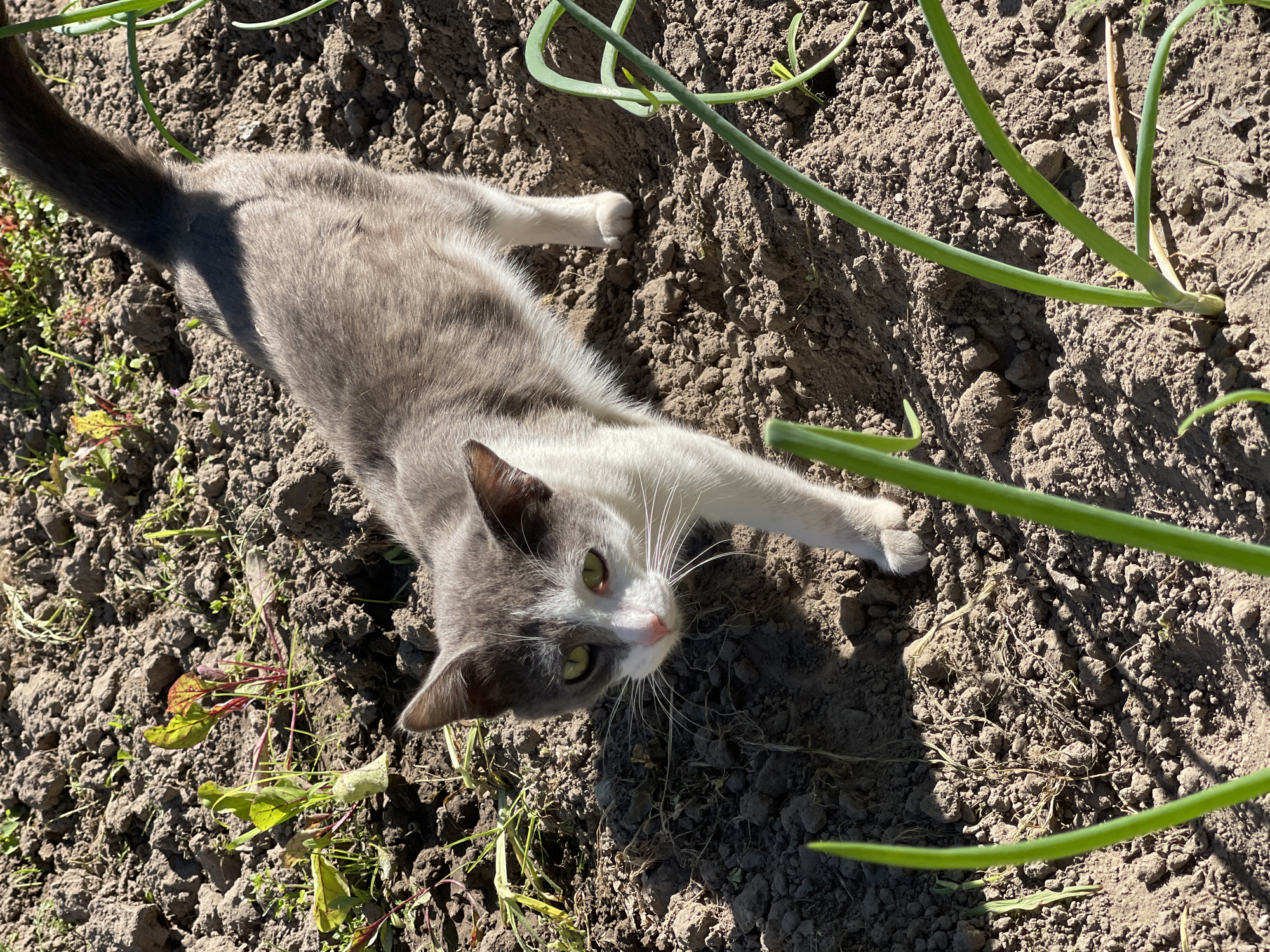 A grey and white kitten is lying on the dirt ground, amidst some green onion plants. The kitten is looking up at the camera with its green eyes. The sun is shining, casting shadows on the ground, suggesting it is daytime. The ground is dry and appears to be a garden or a field. There is no visible text in the image.