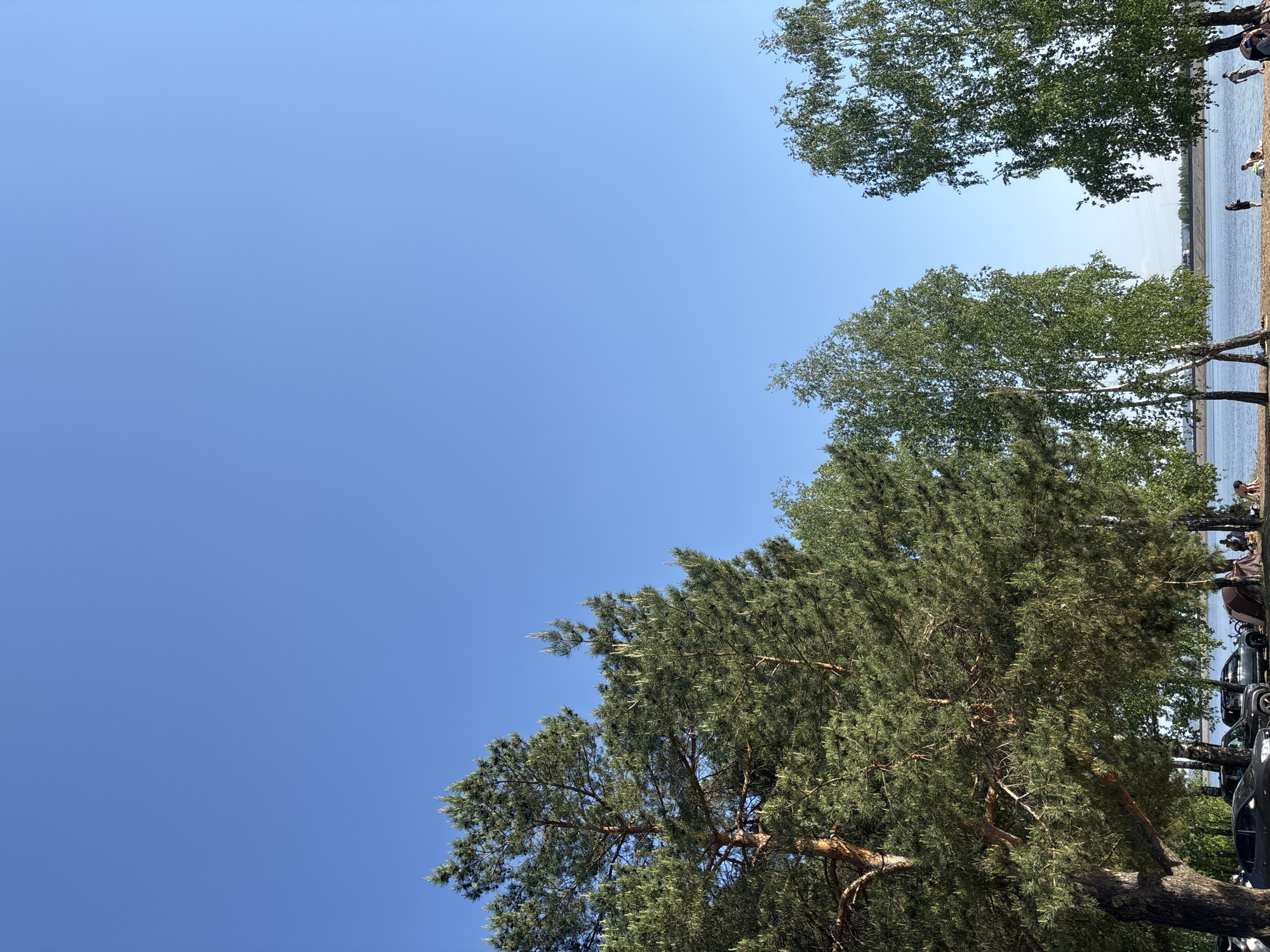 The image shows a scene in Noviy, Russia, dominated by a clear blue sky that fills a significant portion of the frame. In the lower right, a large pine tree with dense green foliage extends upwards towards the sky. Above and to the right of the pine tree, deciduous trees are visible, partially obscuring a view of the water's edge. People and cars are vaguely discernible along the shoreline, suggesting a park or recreational area. A black wrought iron fence is partially visible in the lower right. The perspective is looking upwards, capturing the trees against the bright sky.