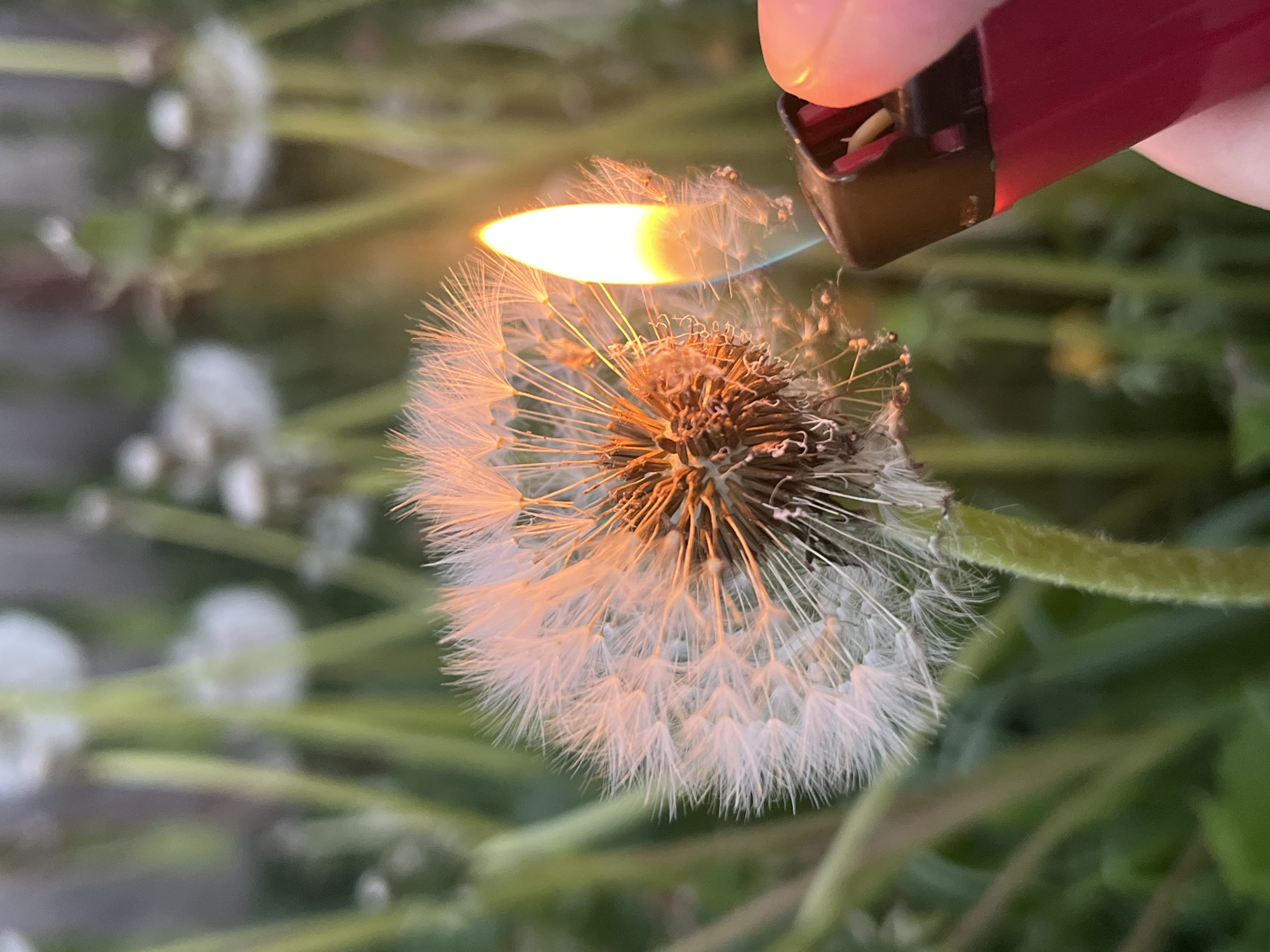 A person's hand holds a lit lighter near a dandelion seed head, igniting the seeds. The dandelion is in focus in the foreground, with a green stem visible. Other dandelion seed heads are out of focus in the background, amidst green foliage.