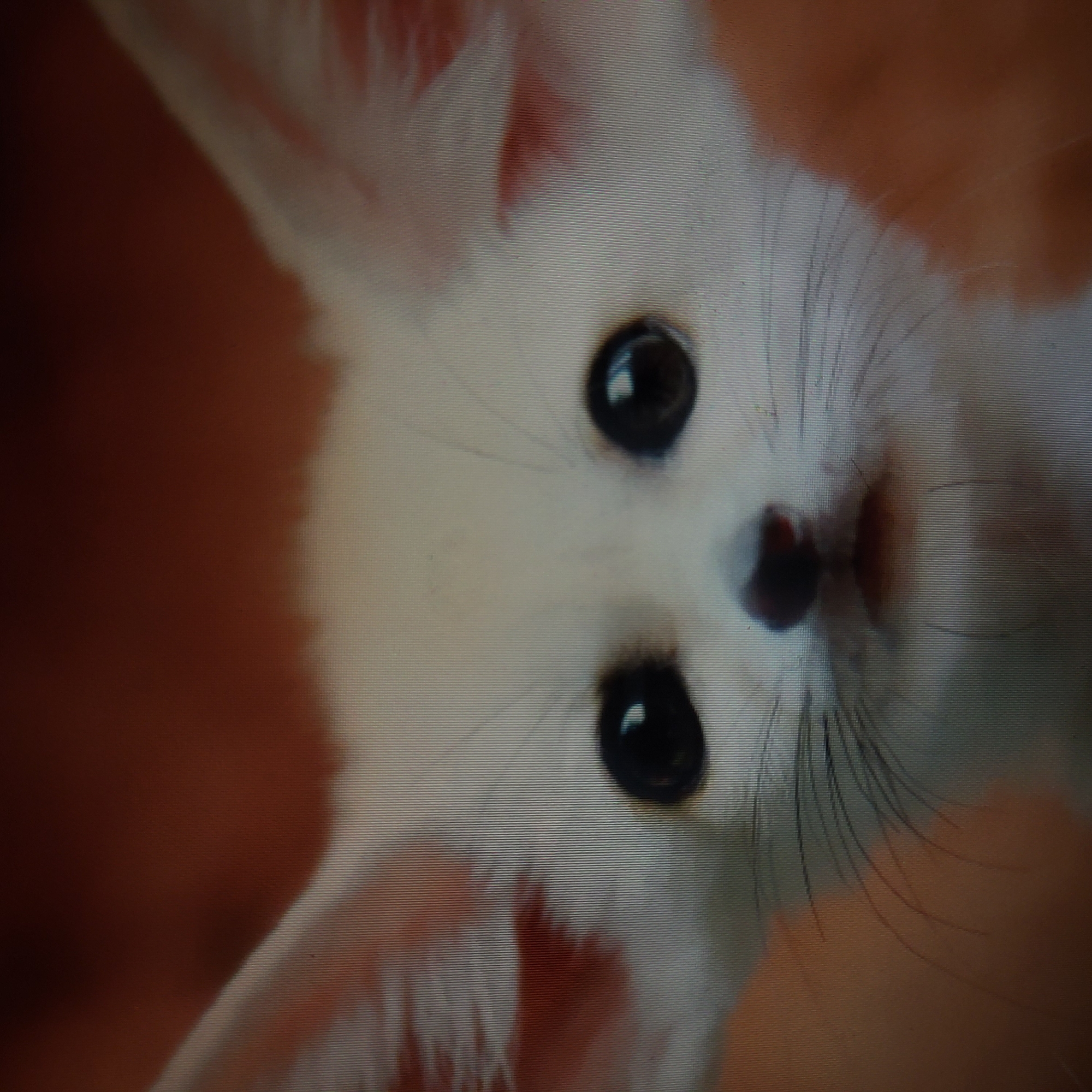 The image shows a close-up view of a Fennec fox, an extremely small fox with large ears, set against an blurred background. The animal's face is the primary focus, showcasing its large, dark eyes, small nose, and prominent whiskers. The fox is predominantly white, with reddish coloration visible in its ears and possibly other areas of its face.
It is not possible to accurately determine the location in Yerevan, Armenia with the given image.