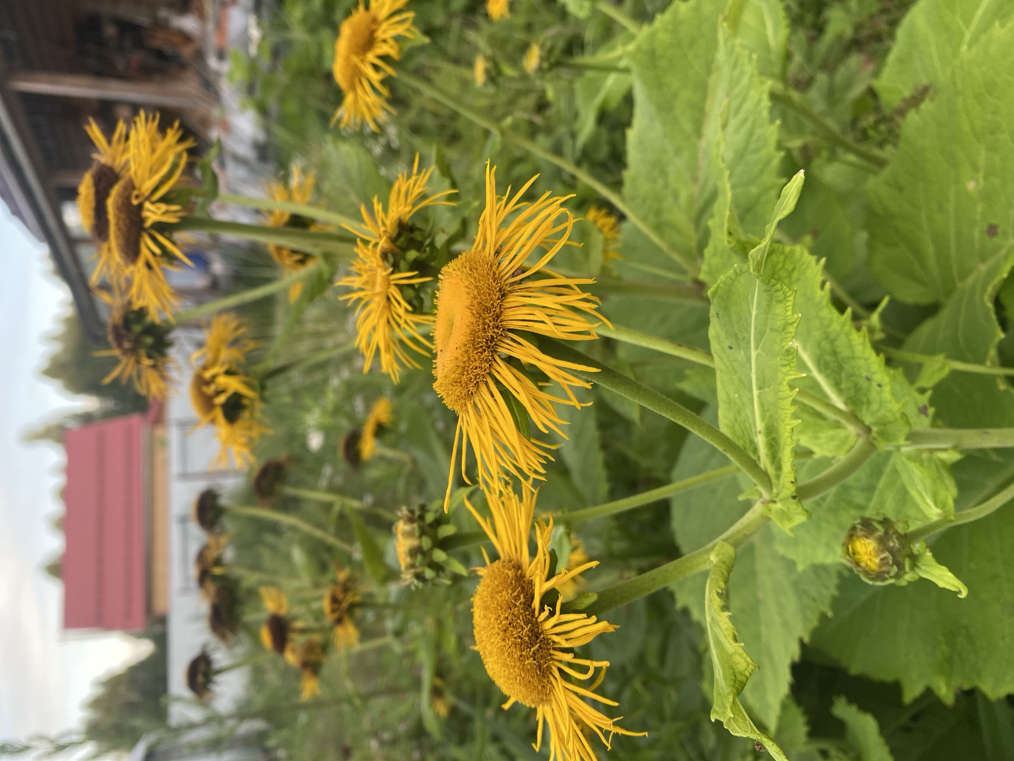 In the foreground of the image, a cluster of bright yellow flowers with spiky petals and dark centers are in bloom. The flowers are on green stalks with large, serrated green leaves. In the background, a blurry red-roofed building and trees can be seen. The scene appears to be in a garden or natural area, possibly in Lindo-Pustyn' (Kantaurovskii S/S), Russia, given the presence of the distinct building and foliage. The lighting suggests it is daytime, possibly late afternoon due to the soft light. No people or animals are visible in the image.
