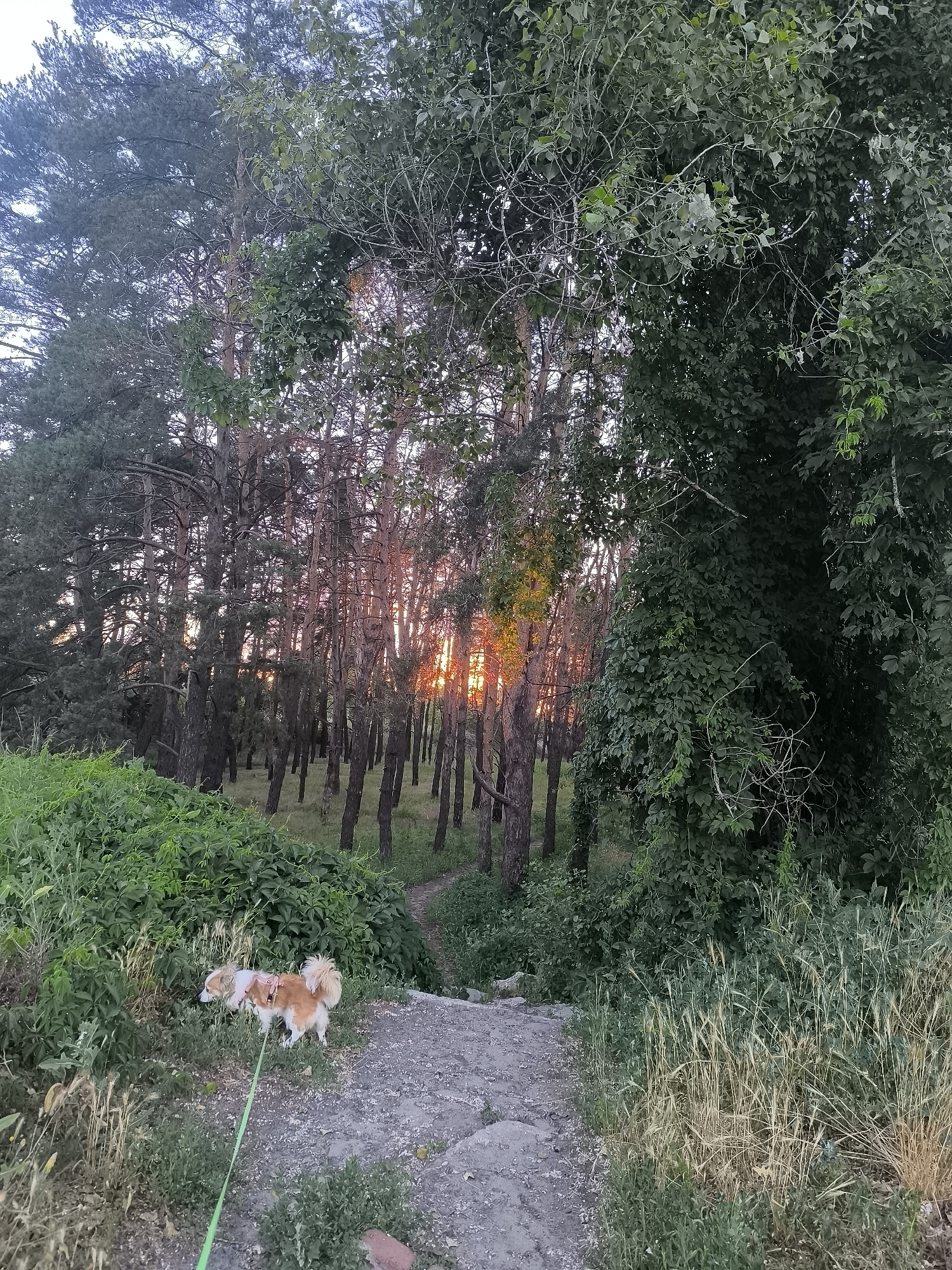 The image depicts a wooded area with a stone path leading downhill. A small dog, wearing a pink harness and booties, is on a green leash and is sniffing the ground at the edge of the path. The sun is setting through the trees, casting an orange glow. The location is a park in the city of Horishni Plavni, Ukraine.