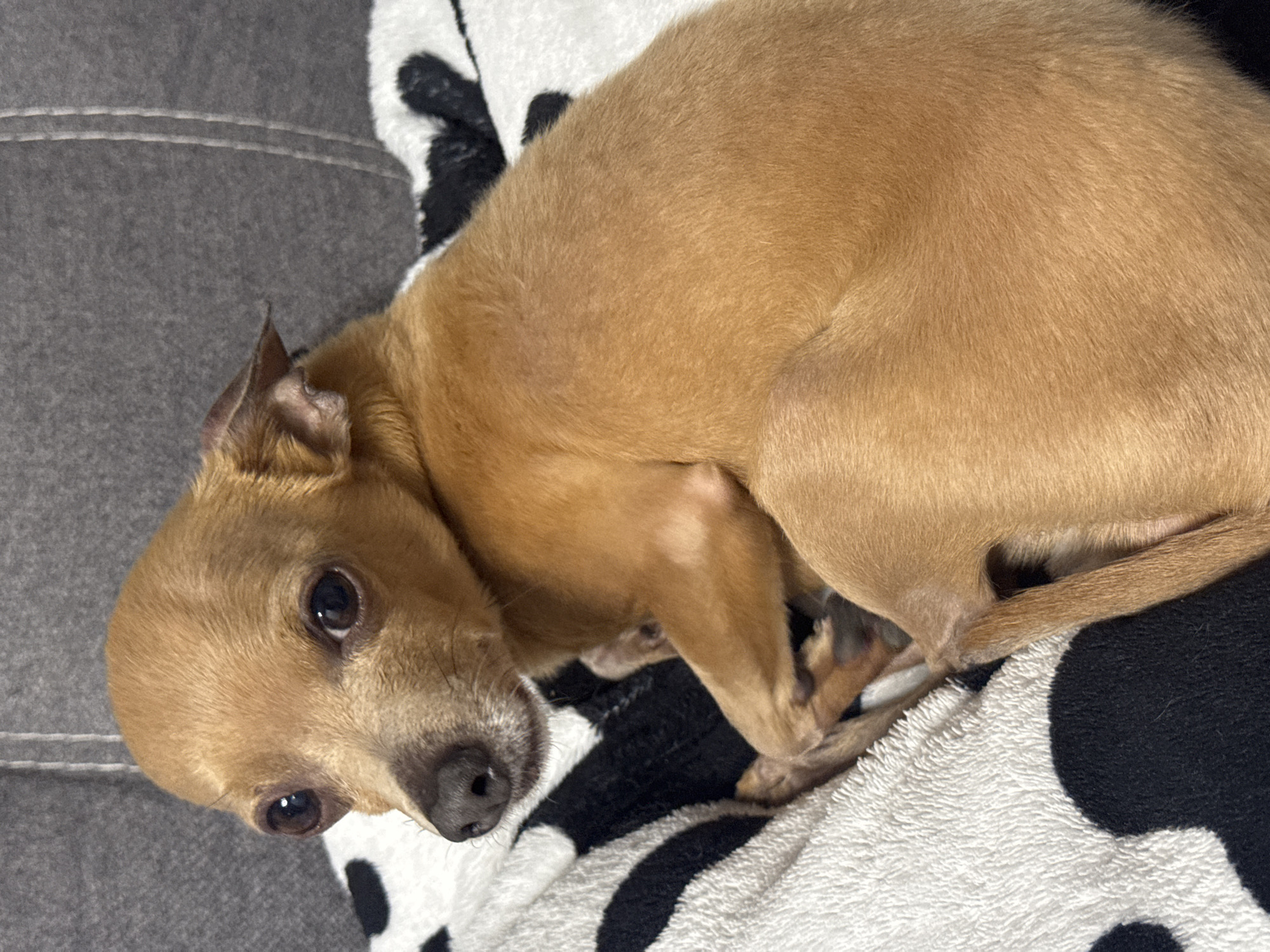 A tan chihuahua is curled up on a black and white patterned blanket, which is partially covering a gray couch. The dog is facing the camera, with its head tilted.
I have no information on the location of Chaikovsky, Russia, associated with this image.