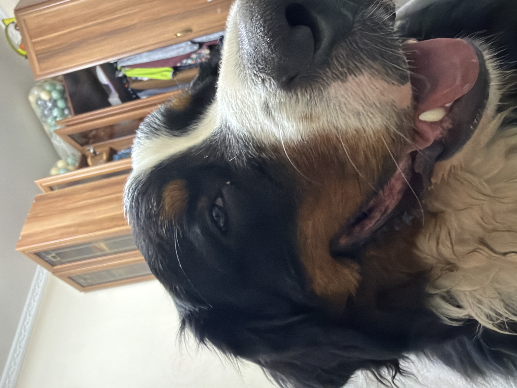This is a close-up, low-angle, outdoor, daytime photograph of a Bernese Mountain Dog. The dog's face is the primary subject, with its head tilted and mouth open, tongue hanging out. Its fur is black, white, and tan. The background is slightly blurred but shows a wooden cabinet with drawers. One drawer is open, revealing neatly folded clothes and a bag of what appear to be decorative eggs. The setting appears to be domestic, possibly a home. The dog's expression seems playful or excited. The lighting suggests it is daytime, and no specific weather conditions are apparent. There is no visible text in the image. The location context provided is Nakhabino, Russia.