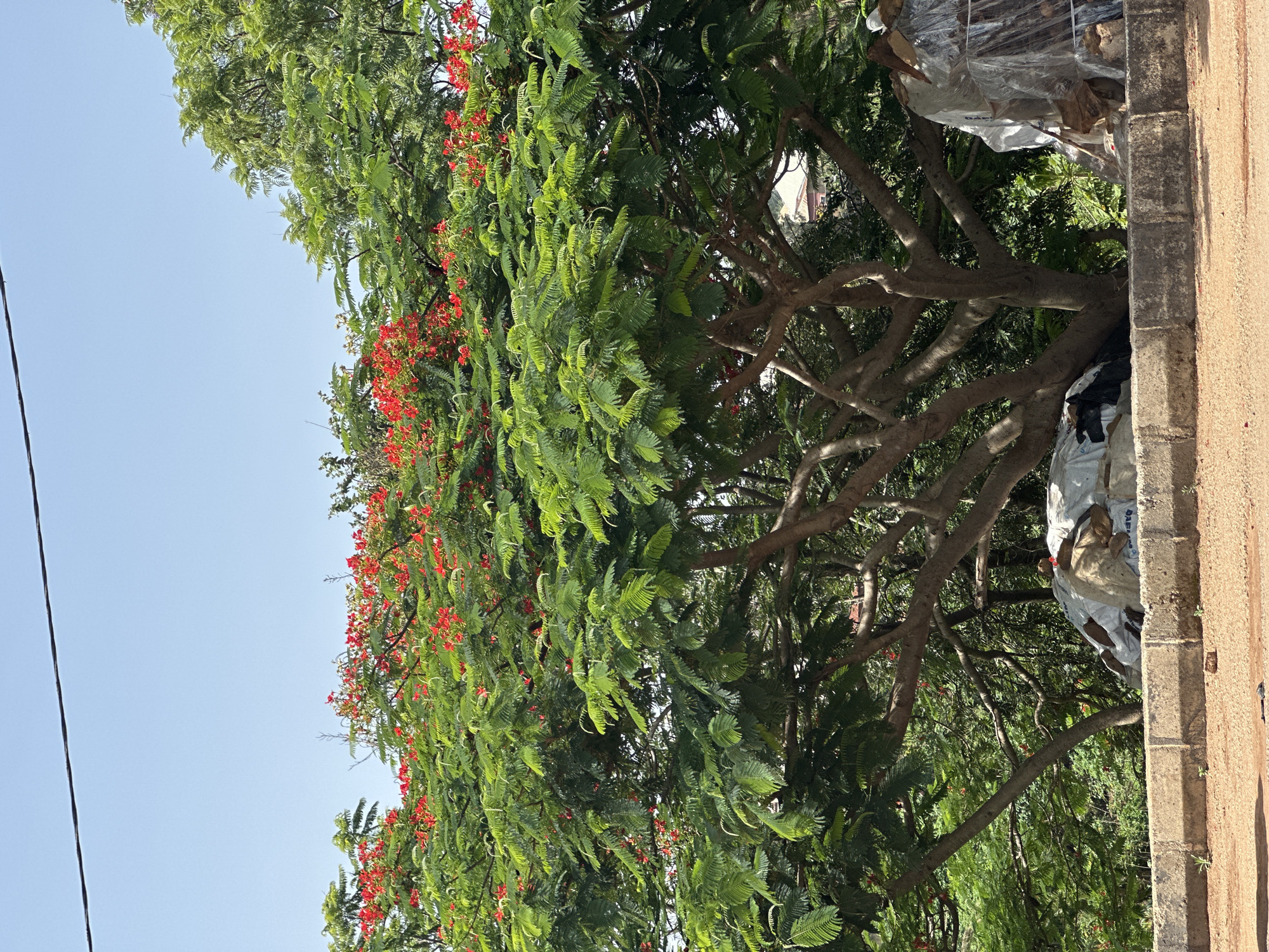 The image shows a lush tree with vibrant green foliage and scattered red flowers, possibly a flamboyant tree, located in Jos, Nigeria. The tree's branches extend towards the right side of the frame, partially obscuring a concrete structure or wall with some debris or bagged items. The sky is visible as a clear blue backdrop on the left side of the frame.