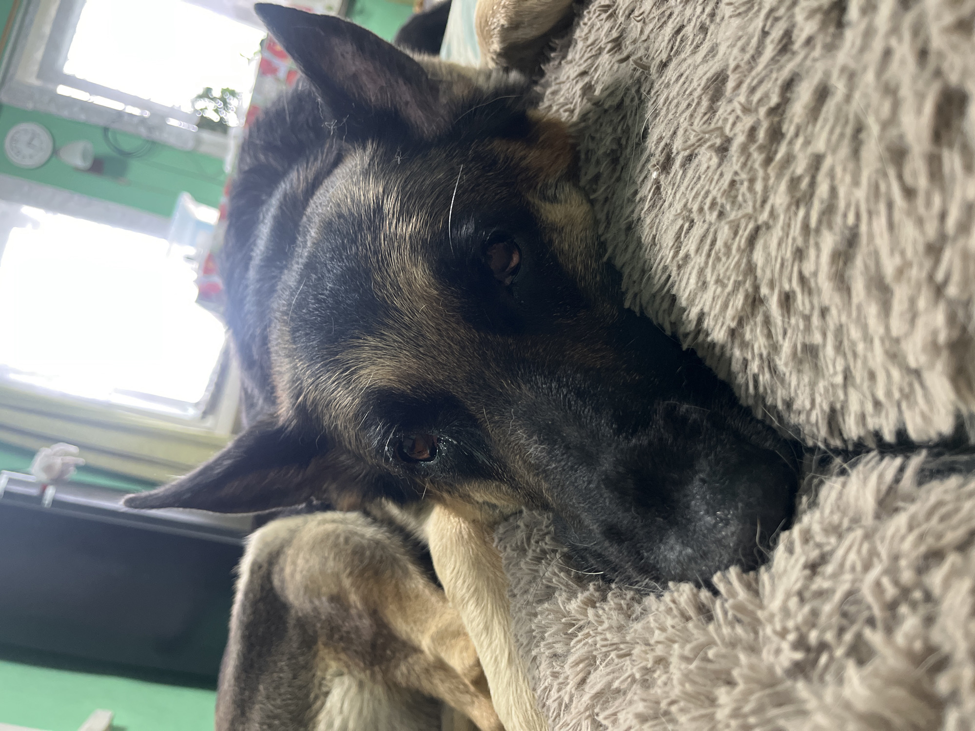 A German Shepherd dog is lying down on a plush, light brown blanket. The dog is in the foreground, with its head resting on the blanket, and its eyes are partially closed. Its fur is black and tan, and its ears are perked up. Another dog, partially visible in the background, has tan and brown fur and is lying down as well. The background is blurred but appears to be an indoor setting with a green wall, a window, and a clock on the wall. The image was taken in Nizhny Tagil, Russia.