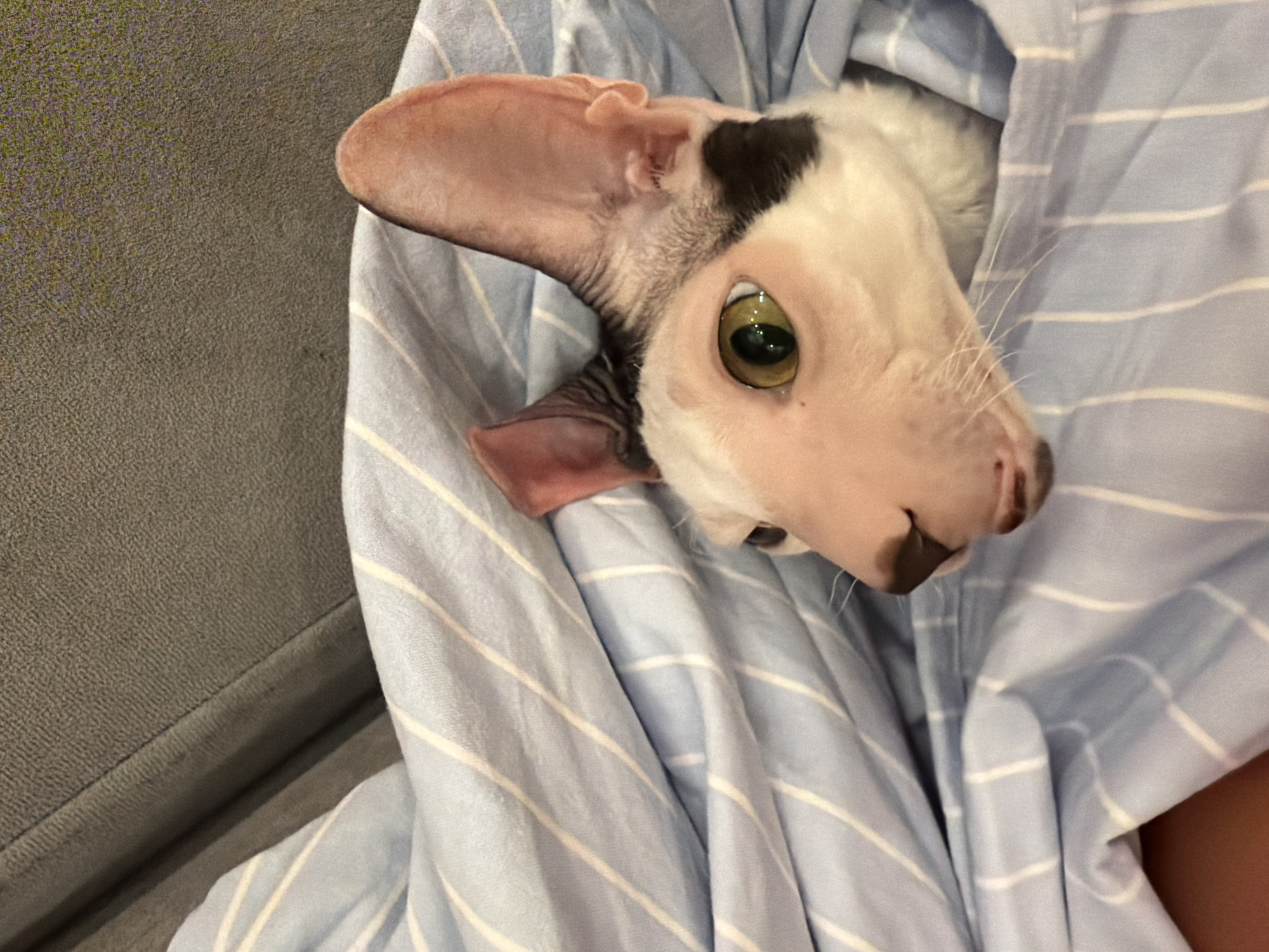A close-up, eye-level shot shows the head and shoulders of a white and black Sphynx cat, peeking out from a light blue and white striped blanket. The cat's head is turned to the left, with its large, light green eyes looking forward. Its prominent ears are pink and erect, with some dark markings on the tips. The cat has light pink skin and some sparse white fur. The blanket is draped around the cat, creating a cozy, tucked-in appearance. In the background, a textured gray surface, possibly a sofa, is visible. The image is taken from a slightly high angle. There is no information about the city of Yekaterinburg, Russia in the image.