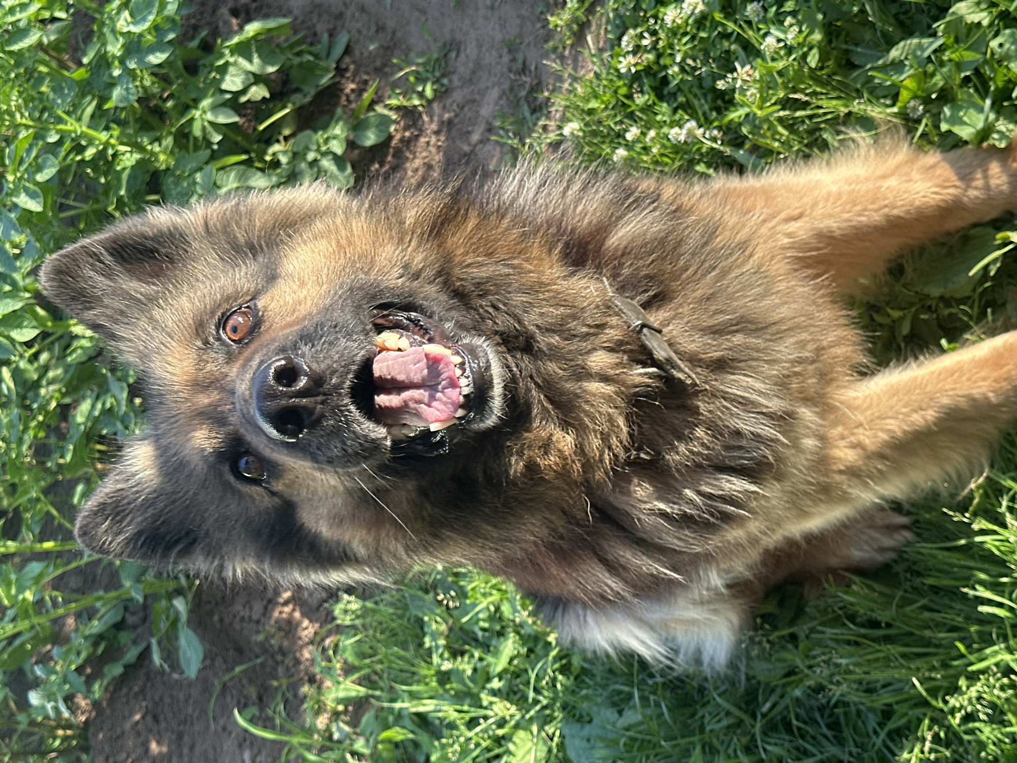 A fluffy German Shepherd dog is lying on its back in a grassy area, with its mouth open and tongue visible. The dog's fur is a mix of brown, black, and tan. It appears to be panting or smiling, with its eyes wide open. The background consists of green grass, some dirt, and small white flowers. The lighting suggests it is daytime, possibly late afternoon, with shadows cast on the ground. The dog is wearing a dark collar. The overall impression is a playful and happy dog enjoying the outdoors.