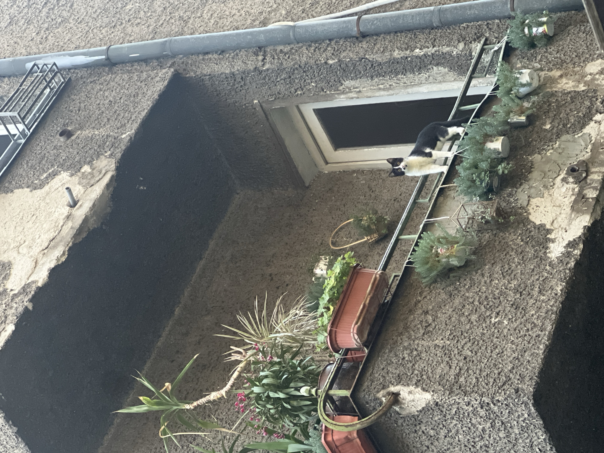 A black and white cat stands on a balcony railing in front of a window, with its tongue slightly out. The cat is facing towards the right of the frame. The balcony is lined with potted plants, some of which are hanging. The building appears to be made of concrete with a rough texture. A metal pipe runs vertically along the side of the building. The image is taken from a low angle, looking up at the balcony. The location is the city of Sofia, Bulgaria.