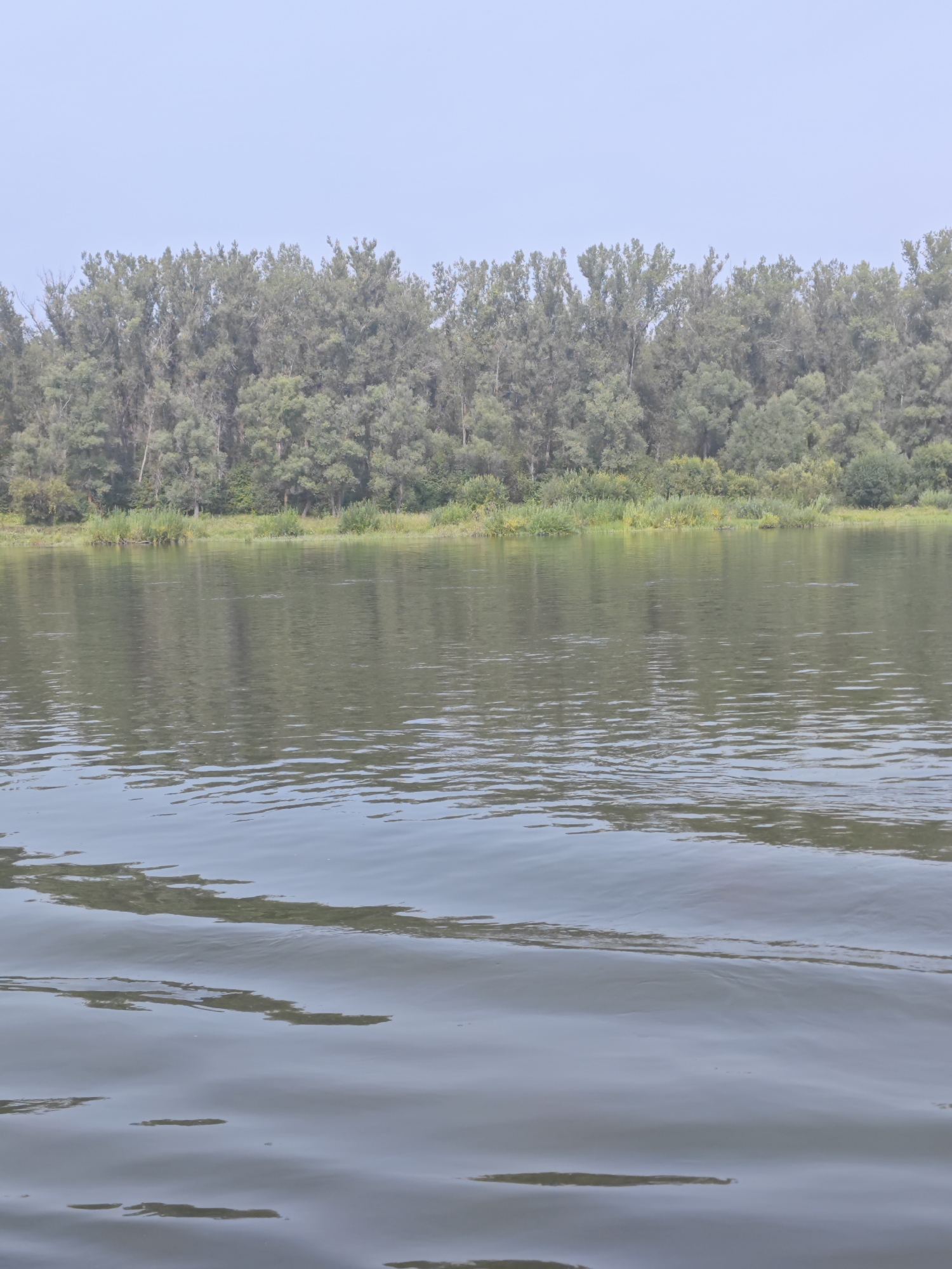 The image depicts a body of water in front of a densely wooded shoreline. The sky is a pale blue and appears hazy. The water's surface shows ripples and reflections of the trees. The shoreline is lined with a variety of green trees, some of which are taller and more sparse, while others form a thick, continuous line. The area appears to be a natural landscape, possibly a river or lake. There are no people or man-made structures visible in the frame. The specific location in the city of Kononovo, Russia is not discernible from the visual information provided.