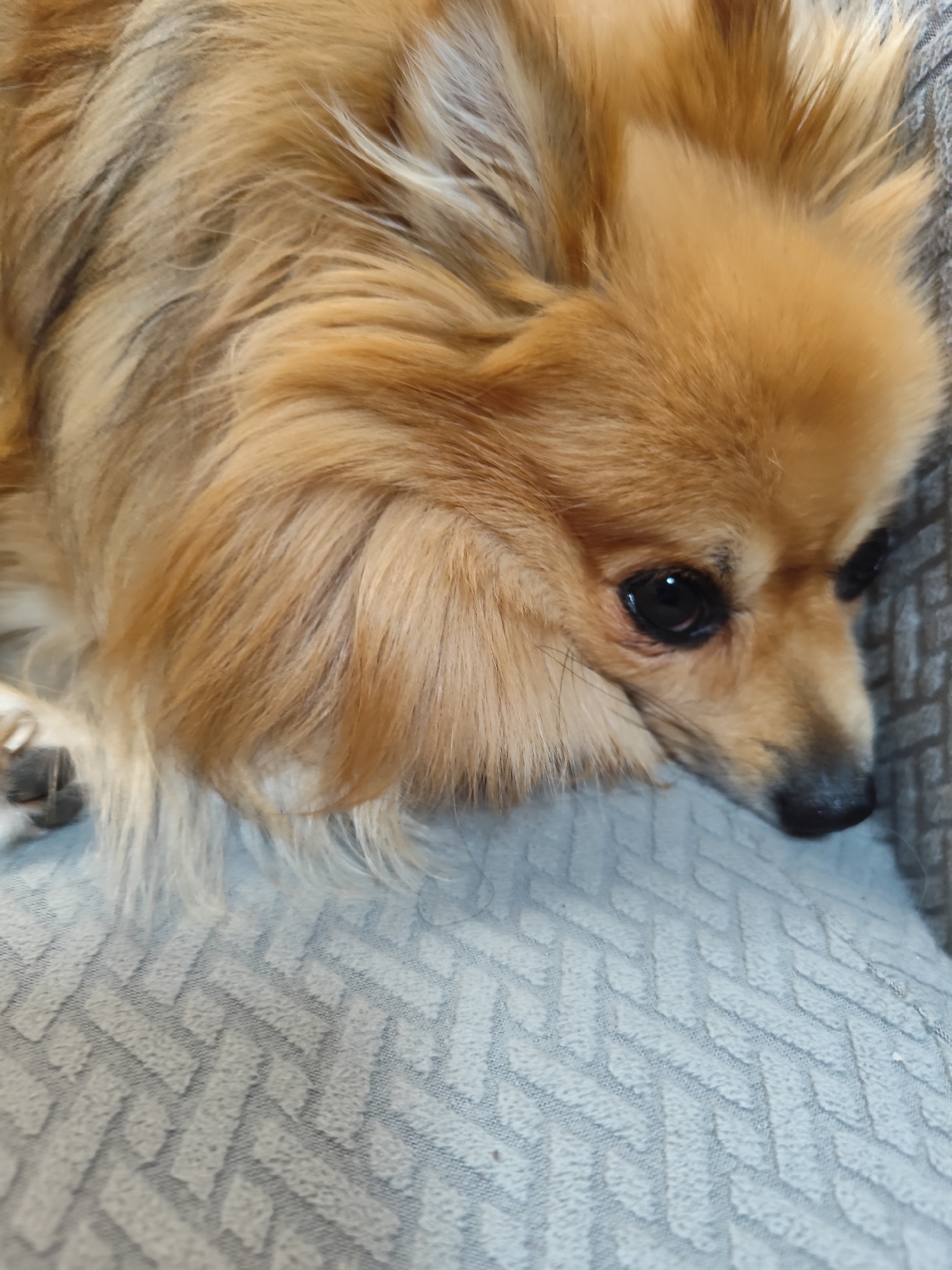 A Pomeranian dog with golden-brown fur rests on a textured gray sofa. The dog's head is partially visible, with its dark eyes looking downwards. The image is a close-up, focusing on the dog's face and fur. The location in Montana, Bulgaria, is not depicted in the image.