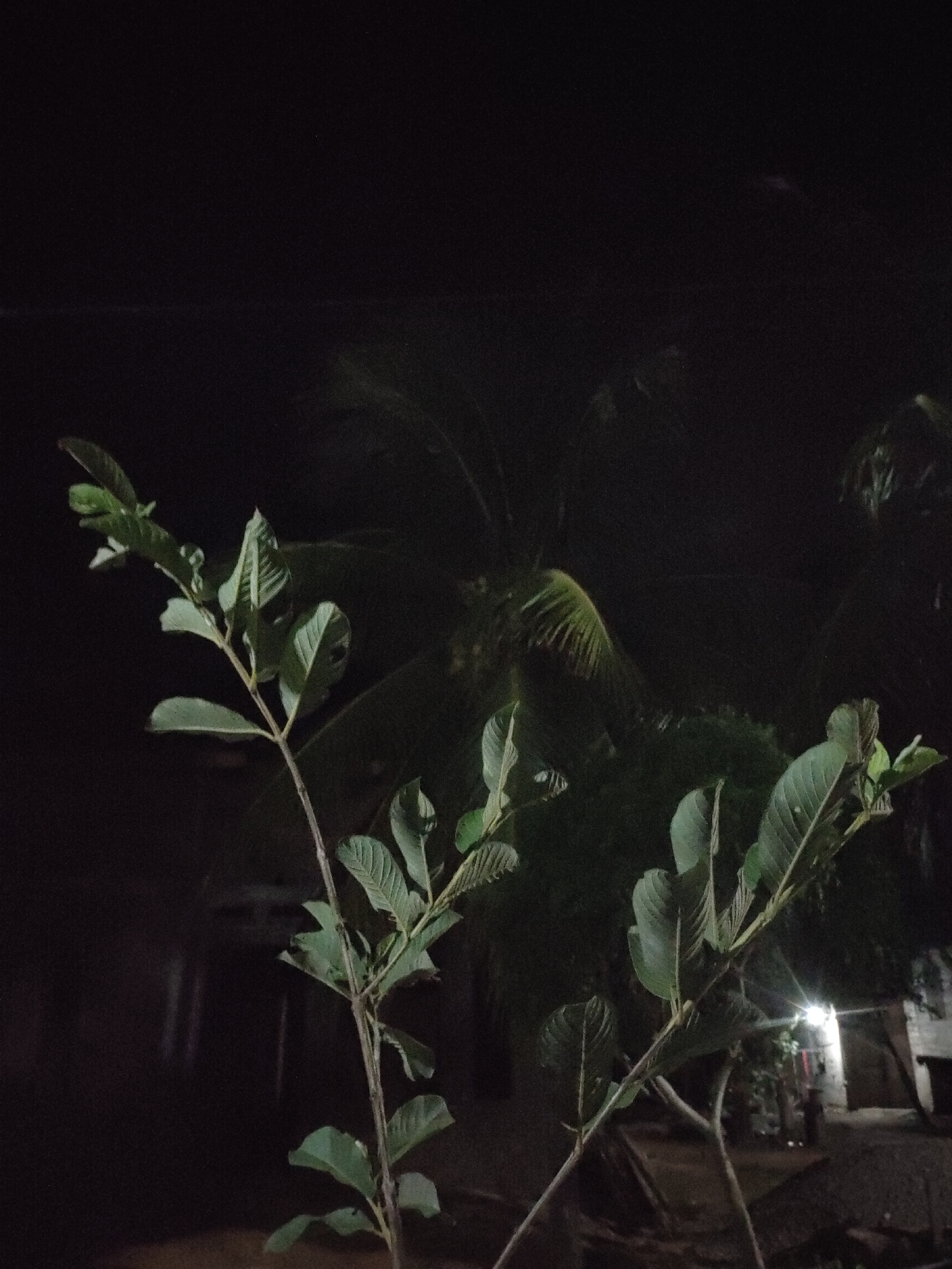The image depicts a dimly lit outdoor scene at night, likely in the city of Rayeukmatangkuli, Indonesia. In the foreground, a young plant with several branches and green leaves is prominently featured. The plant's stem is thin and woody, with leaves arranged in opposite pairs along the stems. The background is dark, with some out-of-focus vegetation, possibly palm trees, visible. In the far background, a building with a light on is faintly illuminated, suggesting it's a residential or commercial structure. The ground appears to be dirt or gravel. No people or animals are visible in the frame. The overall atmosphere is quiet and serene, with the natural elements of the plant taking center stage against the dark night sky.