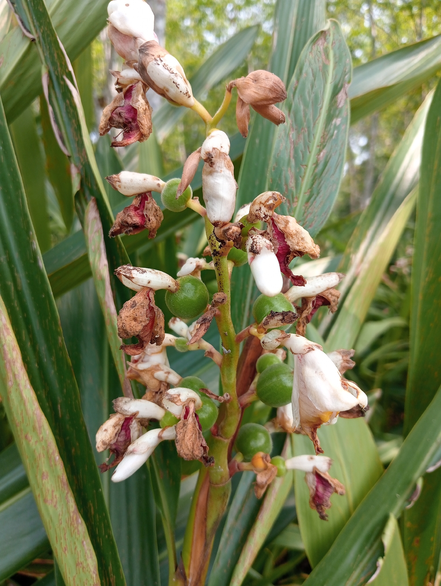The image shows a close-up, vertical shot of a flowering ginger plant. The plant has a tall stalk with a cluster of white flowers and developing green seed pods. Many of the flowers and surrounding bracts are dried and brown, with some showing remnants of deep red. The long, strap-like leaves of the plant are visible in the foreground and background, with some showing brown spotting. The background is blurred, suggesting a natural outdoor environment with trees and foliage. The scene is located in Sri Mulyo, Indonesia.