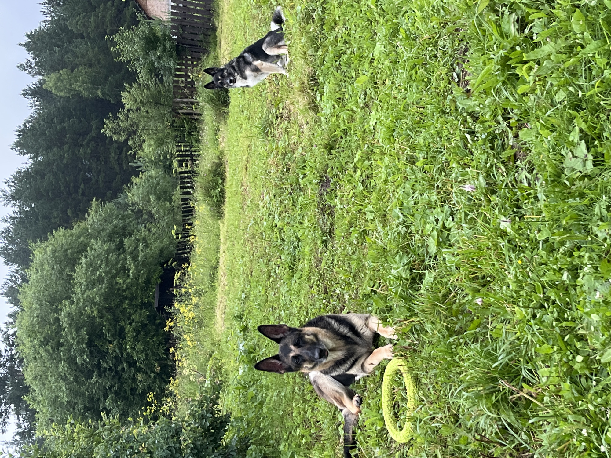 This media file depicts two dogs in an outdoor, grassy setting. The primary subject is a German Shepherd lying down in the foreground, looking towards the camera with a toy ring beside it. Behind it, further up the grassy slope and to the left, a second dog with black, white, and grey markings is also in the frame. Both dogs appear healthy and alert.
The scene is set in a rural or suburban environment with a wooden fence visible in the background, suggesting a backyard or a park. Dense green trees form a backdrop to the fence, with some visible in the mid-ground. The grass is lush and green, indicating a temperate season, likely late spring or summer. The lighting suggests it is daytime, possibly overcast given the diffused light. There is no visible text in the image. The overall mood is relaxed and natural, with the dogs seemingly enjoying their outdoor time. The presence of a toy suggests playtime.