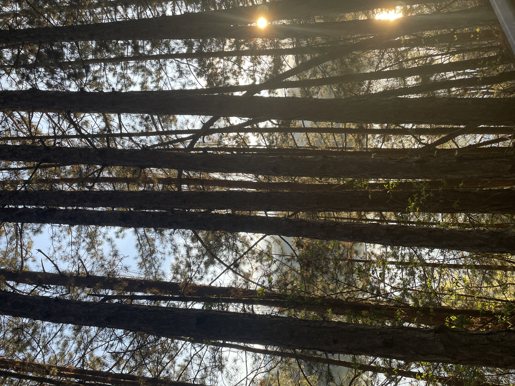 The image depicts a view looking up through a dense pine forest, presumably in Pancharevo, Bulgaria. The trunks of the trees are visible, running horizontally across the frame. The sun is positioned in the upper right, partially obscured by the trees, creating a bright glare. Branches and pine needles fill the gaps between the trunks. The sky is visible in the spaces between the trees, with a light blue color. The overall tone is warm due to the sunlight, and the perspective is looking directly upwards.