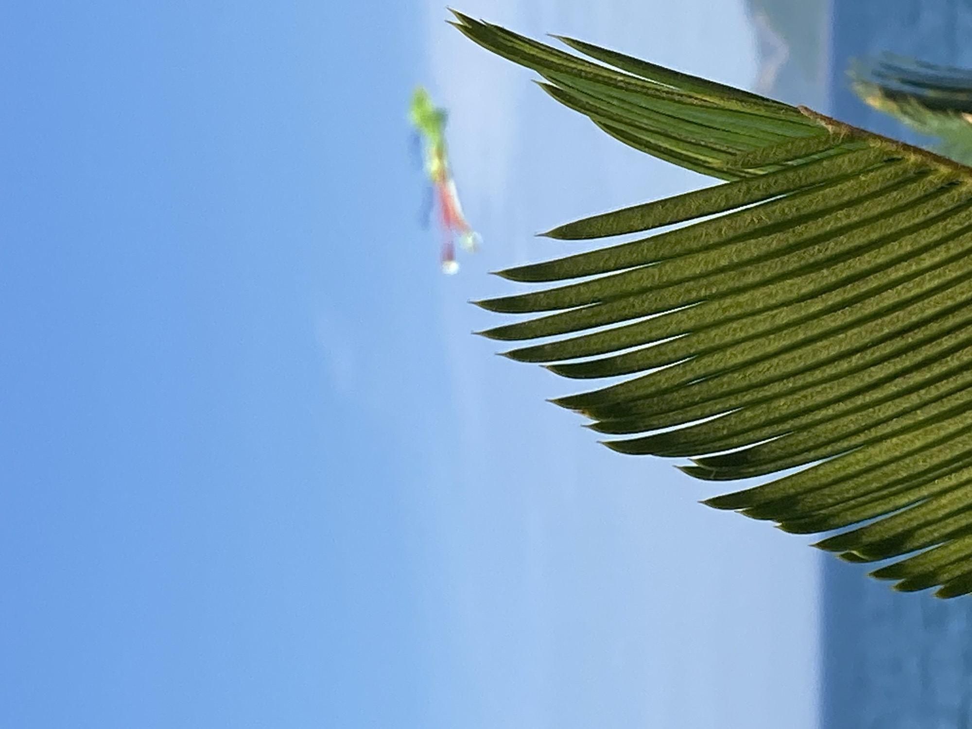 A bright, clear blue sky fills most of the frame, suggesting a sunny day. In the upper left portion of the image, a colorful, blurry object is suspended in the air, possibly a kite or a decorative item, with vibrant hues of green, red, and yellow. To the right, a large, green palm frond extends into the frame from the top, its segmented leaves sharply defined and casting subtle shadows. The frond's textured surface is visible, with fine lines running along each segment. The overall impression is one of a tropical outdoor setting, likely during daylight hours, given the brightness and the clear sky. There is no visible text.