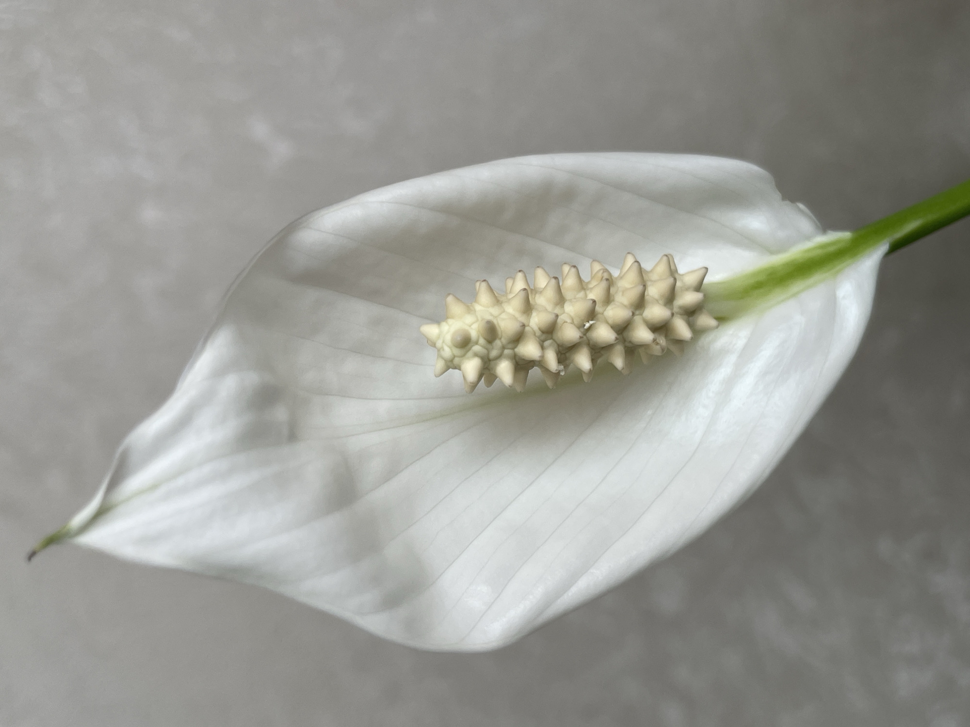 A close-up shot shows a single, white peace lily flower with its central spadix featuring numerous small, cream-colored florets. The spadix is positioned within the flower's white spathe, which has a subtle texture of parallel lines. A portion of the green stem is visible. The background is a neutral gray. The location is not specified.